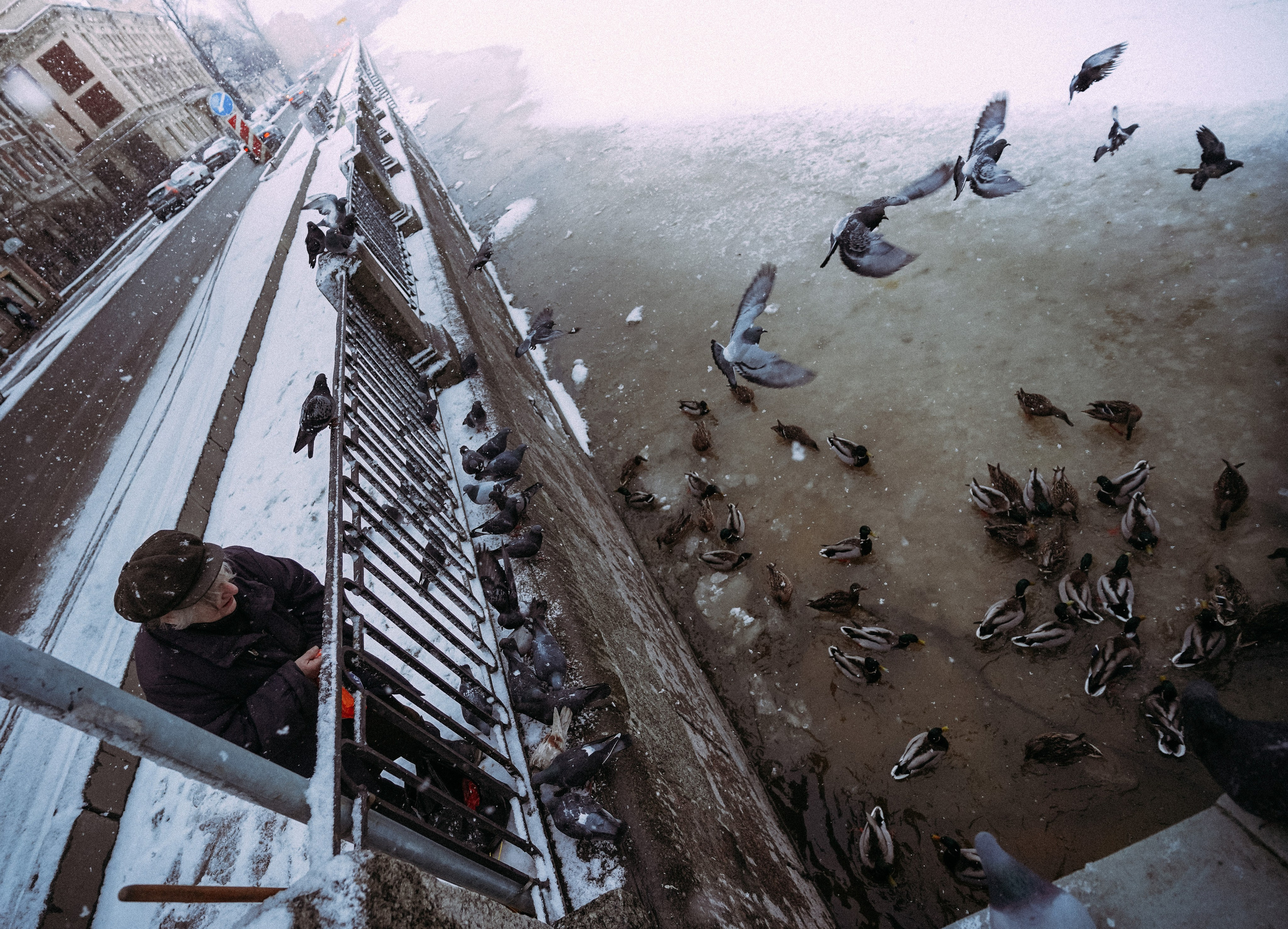 Пернатый психоз. Стрит-фотография, полная абсурда, идиотизма и красоты