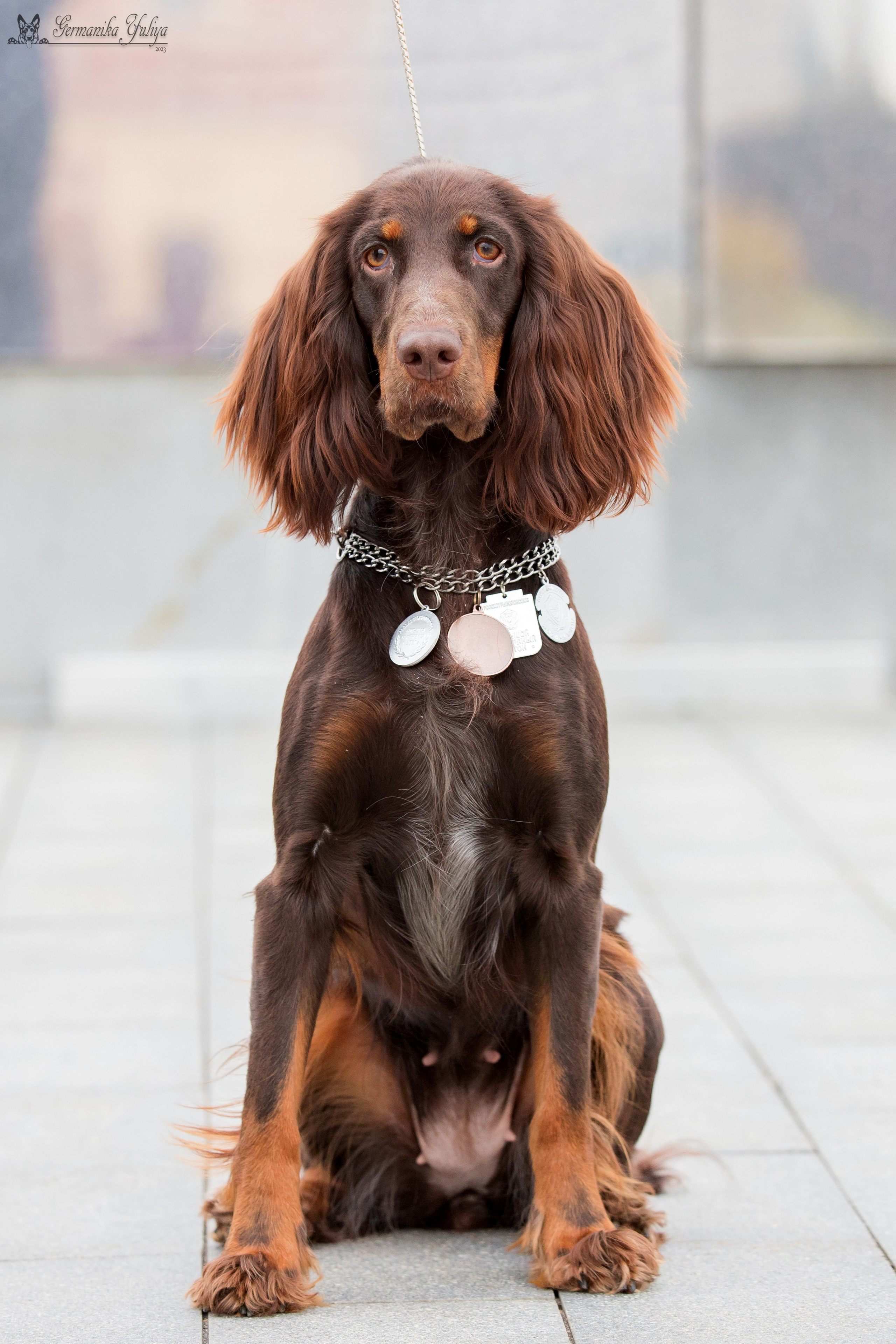 Нижний Новгород 21-22.10.2023. Фотограф-анималист Юлия Германика