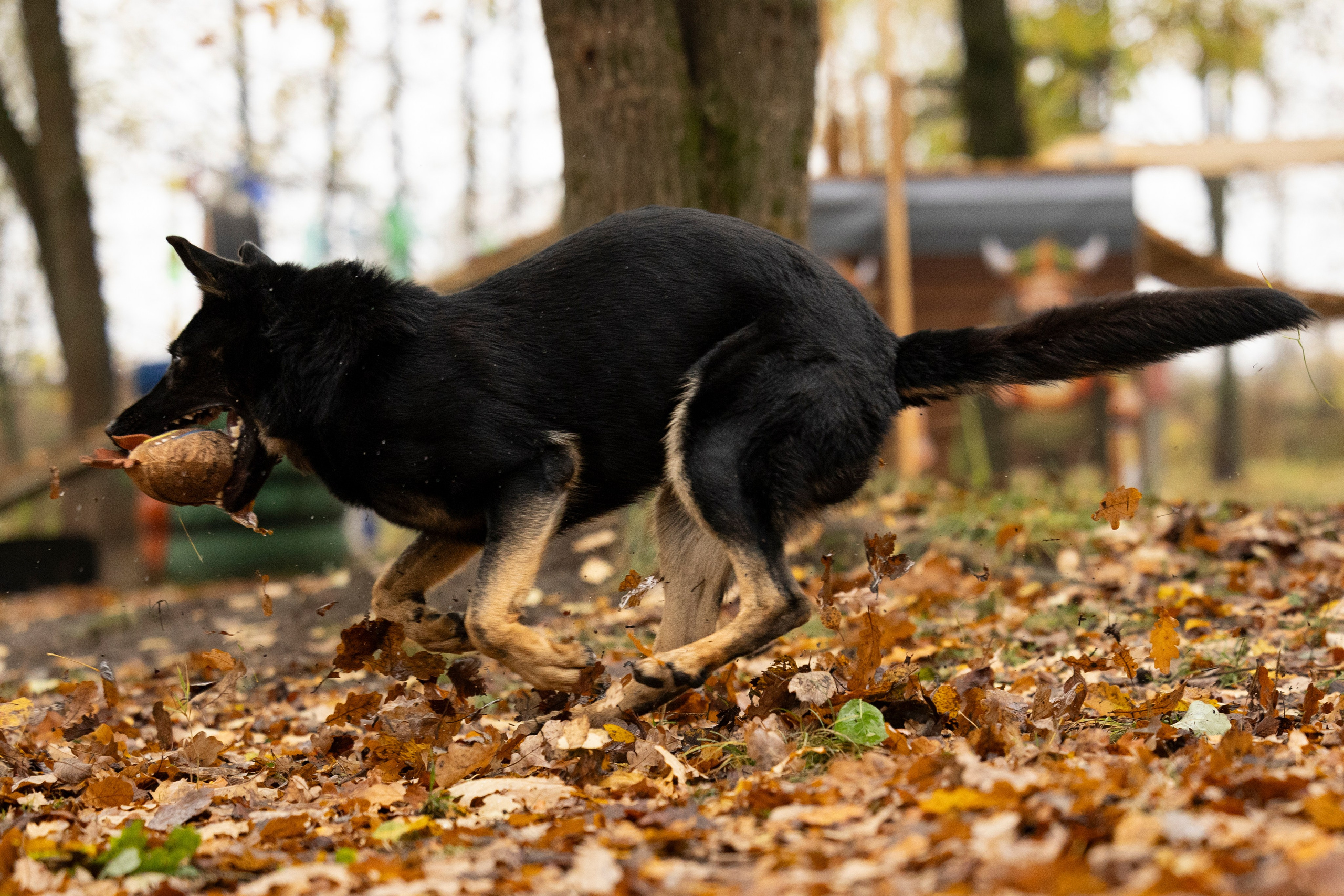 Соревнования по Мондьорингу г. Вологда. Фотограф-анималист Анна Маринич