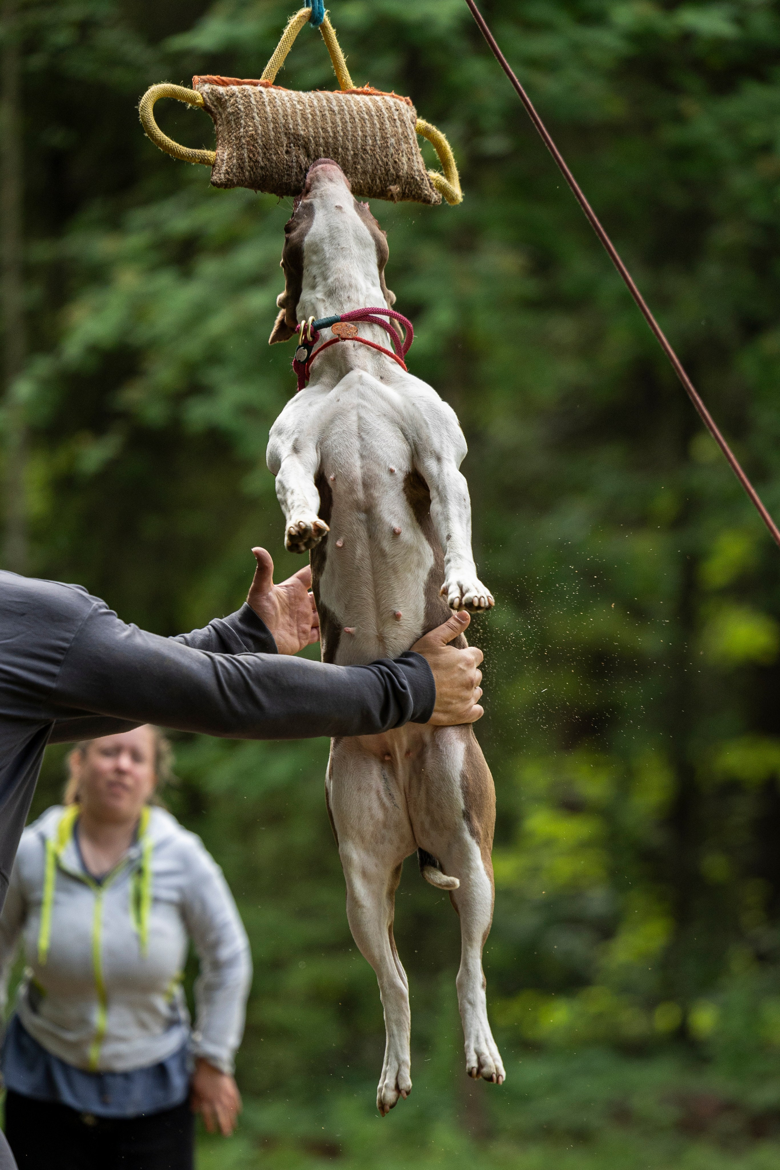 Пит-стафф многоборье. Фотограф-анималист Анна Маринич