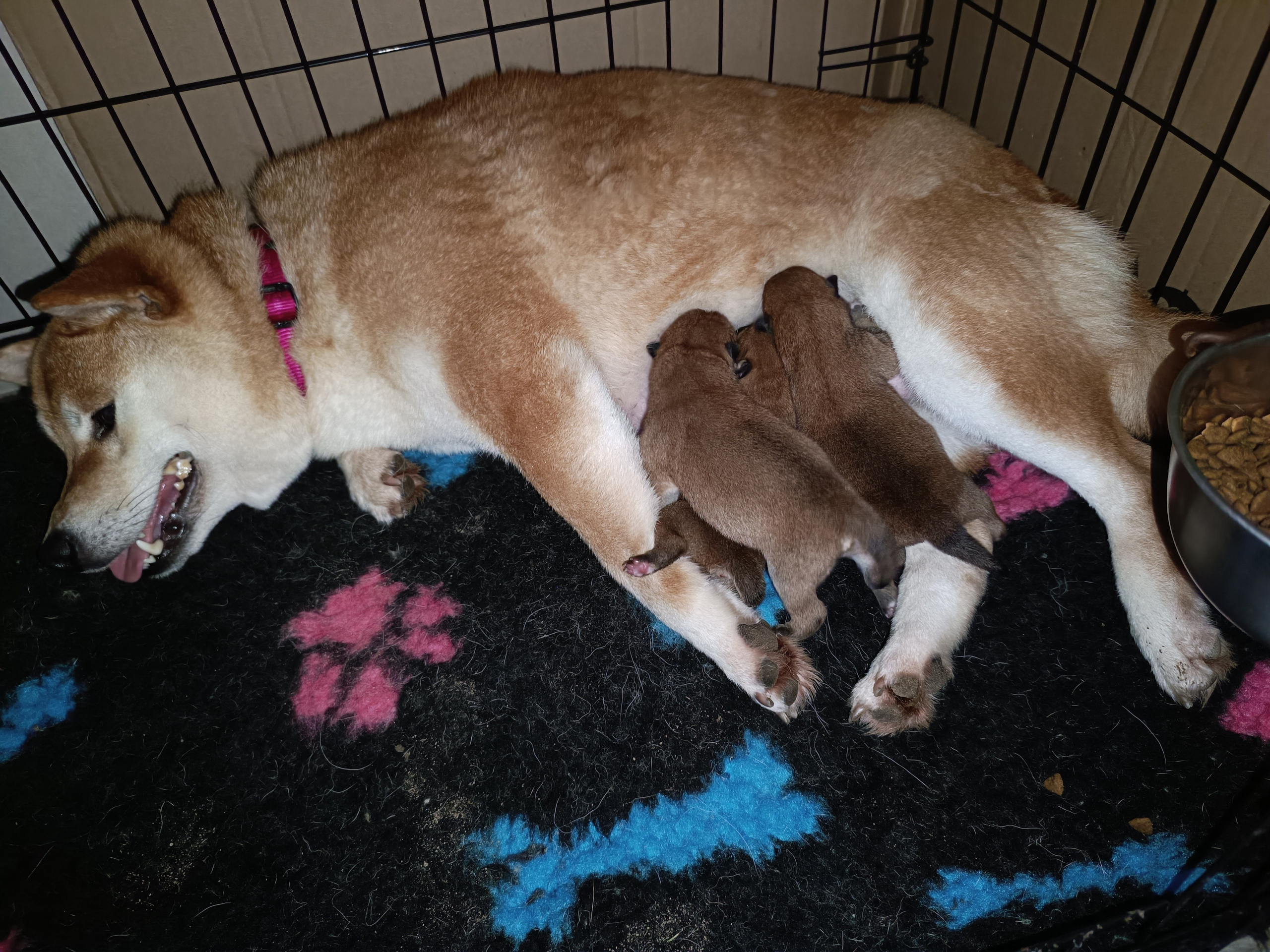 сиба питомник Рубилайт щенки на продажу rubylight  сиба щенки купить СПб Санкт-Петербург 