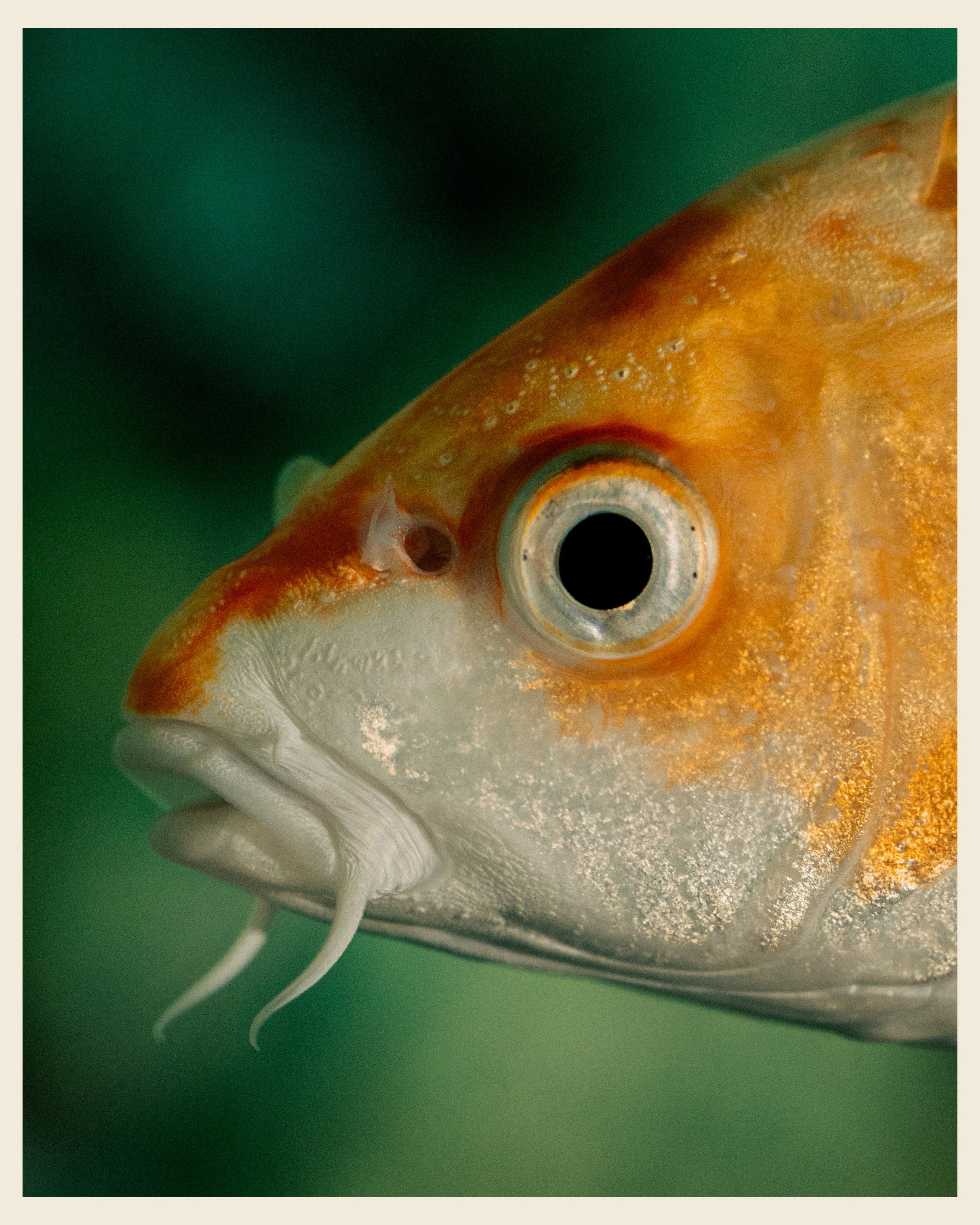 AILAND x VANO. Ivan Petrov photographer