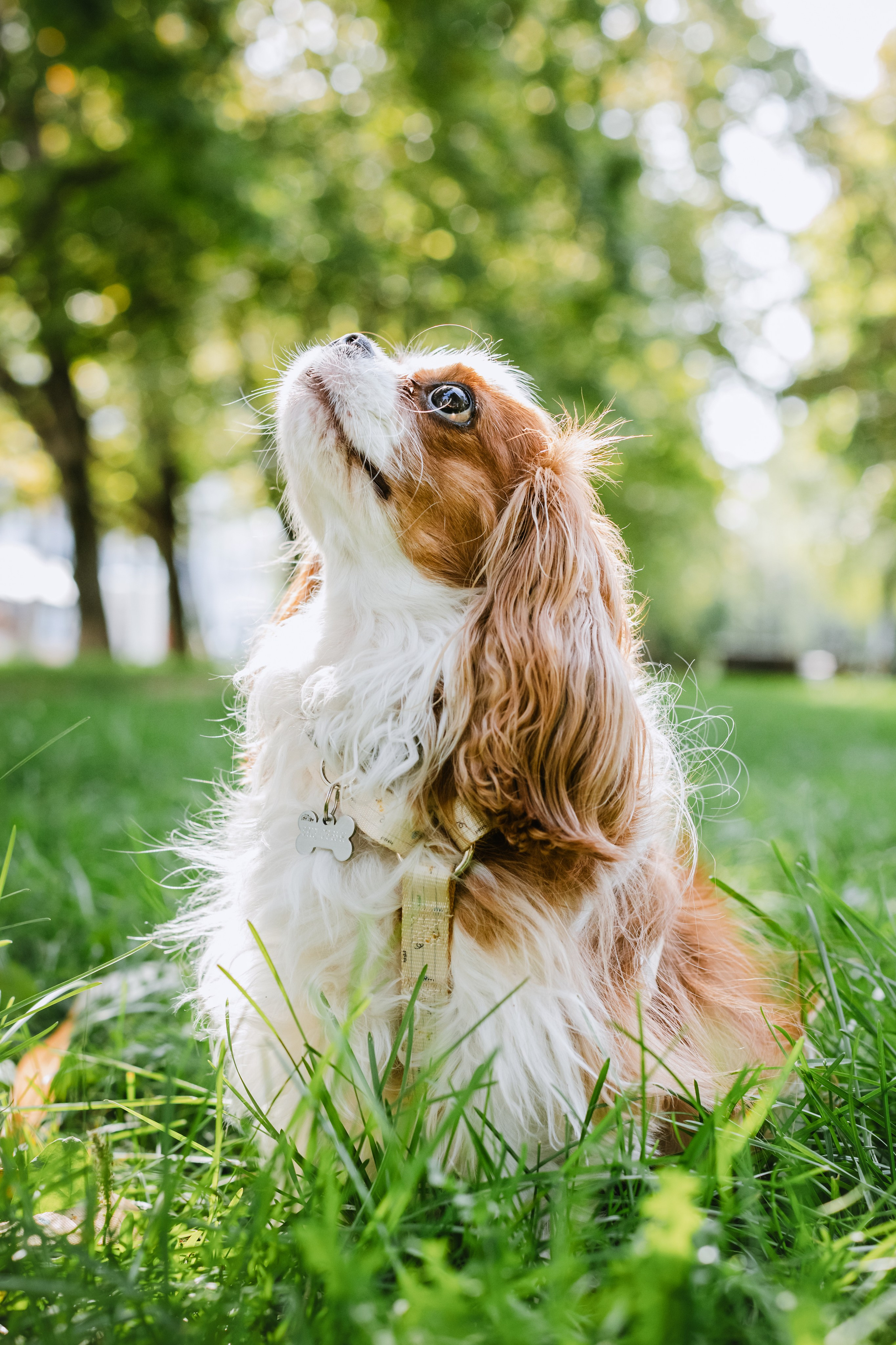 Фотопрогулка на бульваре. Фотограф-анималист Татьяна Степанова