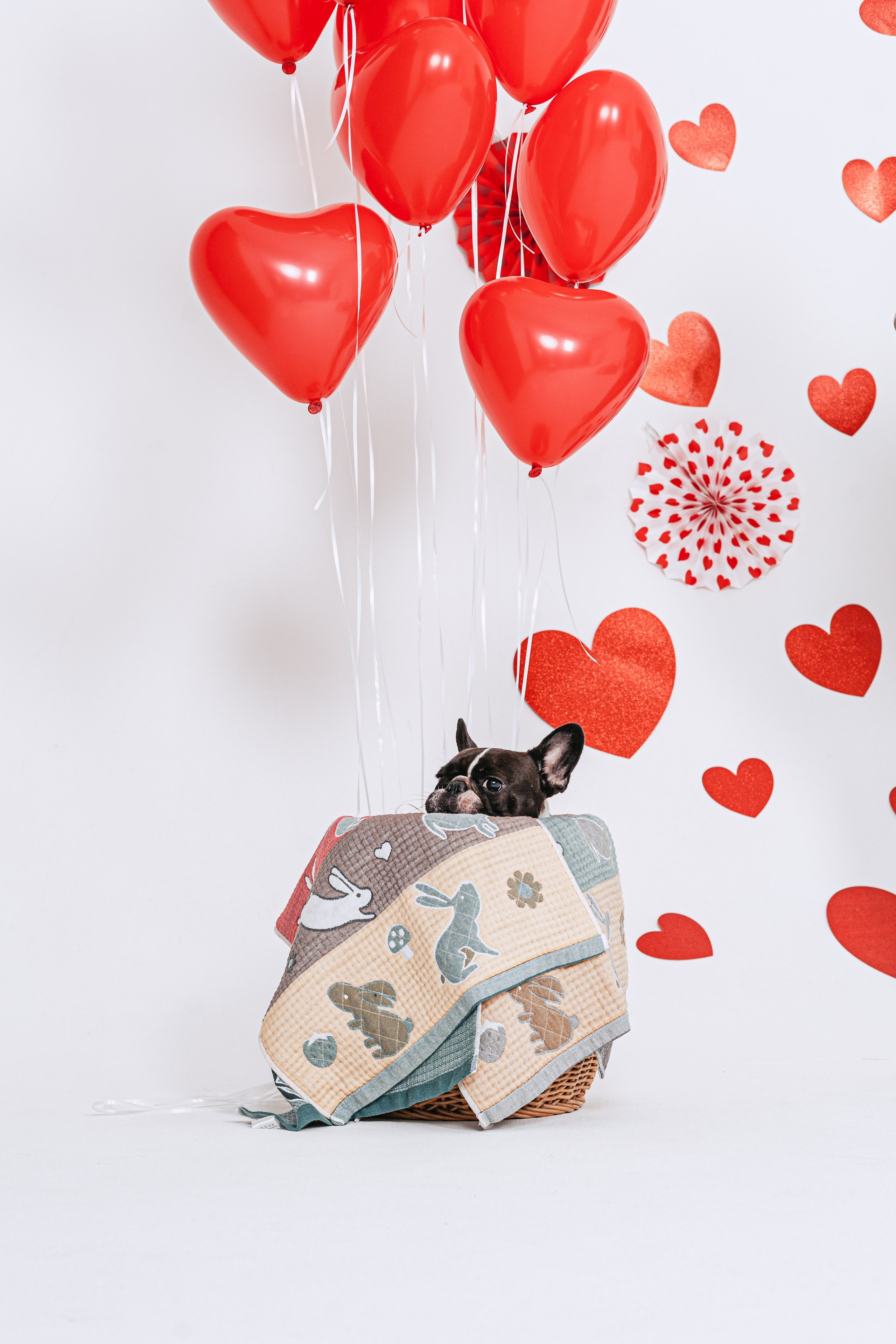 Пижамная вечеринка французских бульдогов и их хозяев. Фотограф-анималист Татьяна Степанова