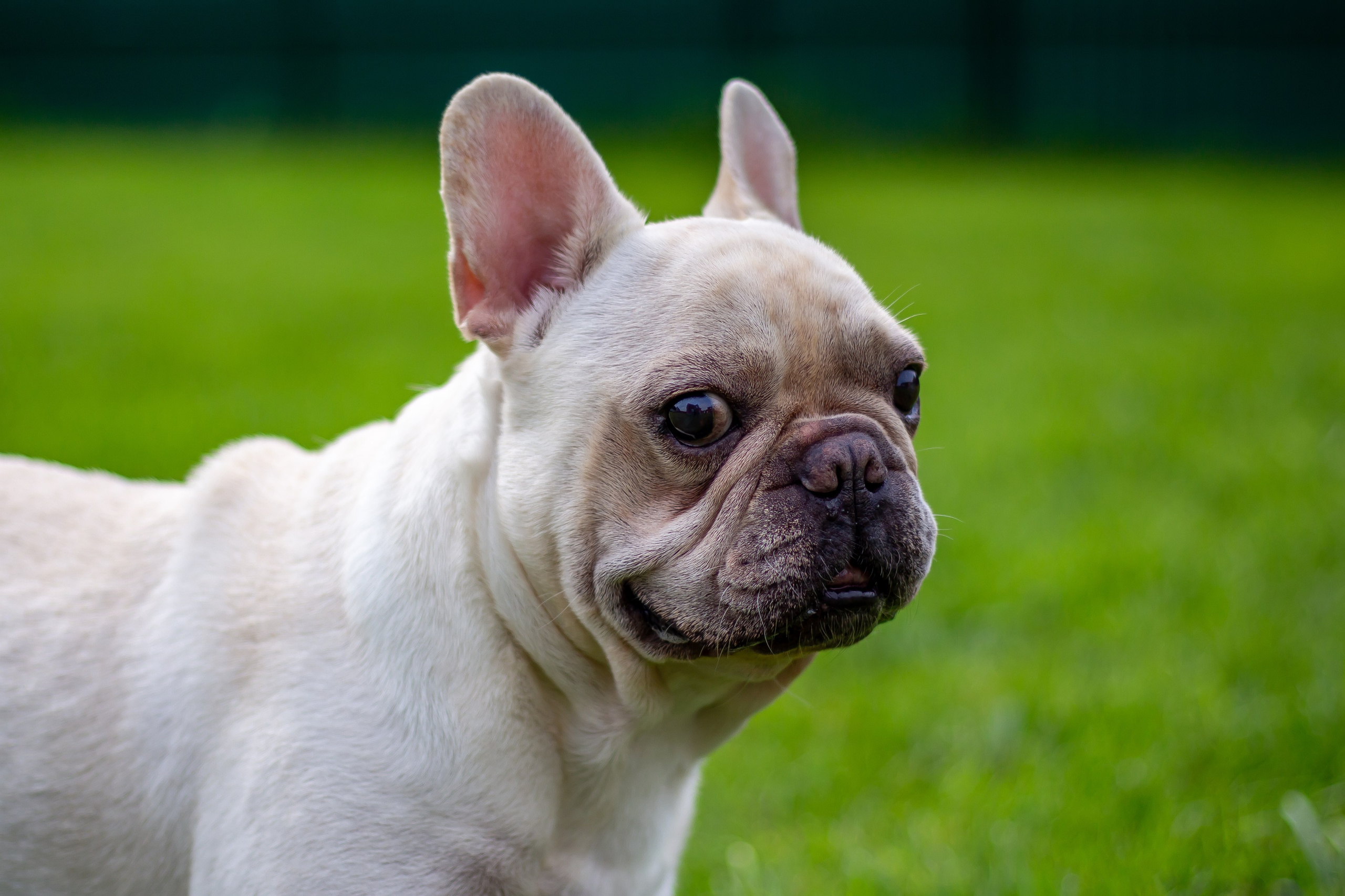 Собачья жизнь — Зоогостиница «Счастливые мечтатели». Фотограф • Орехово-Зуево • Балашиха • TEFO