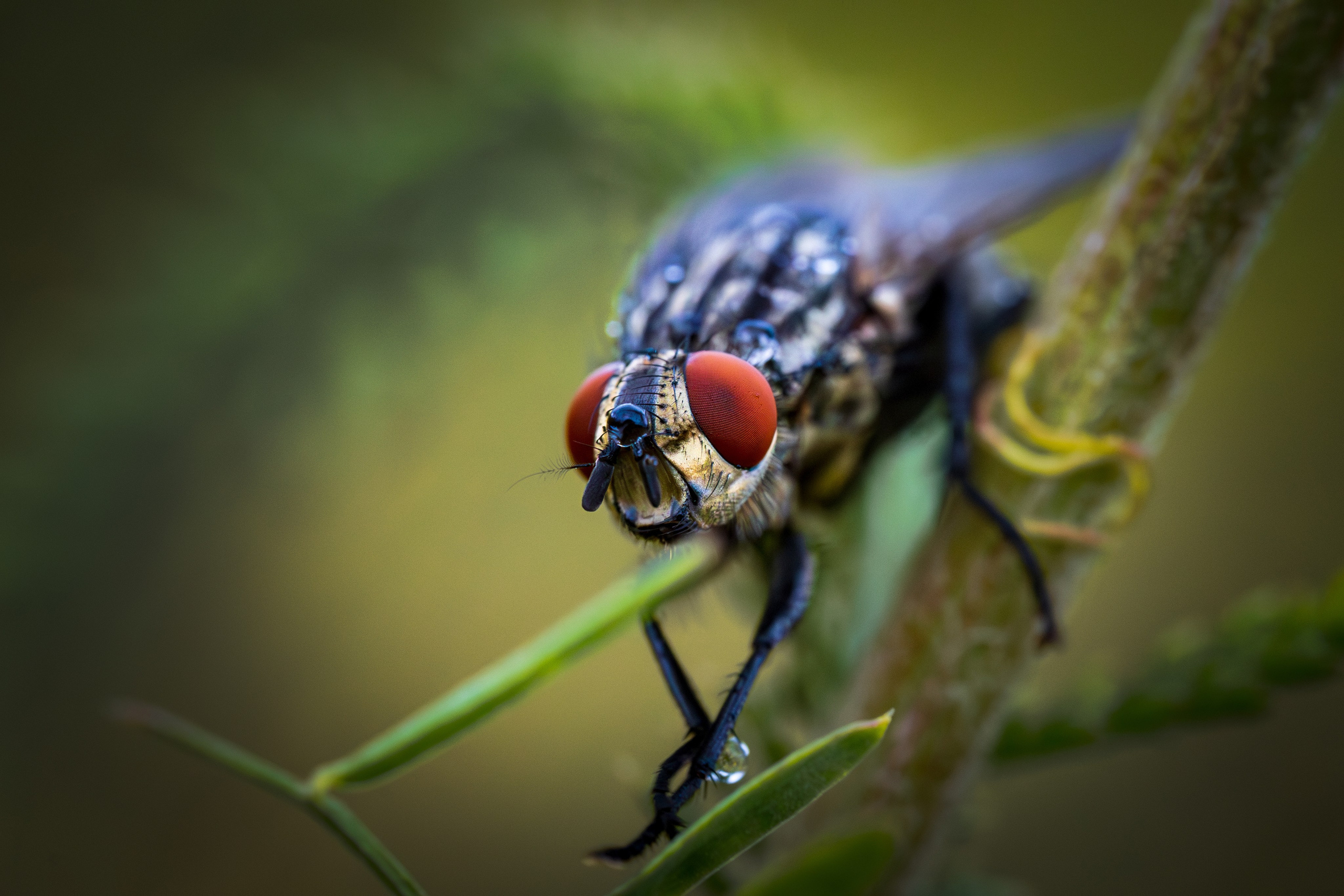 Макро. Фотохудожник Артём Парамонов