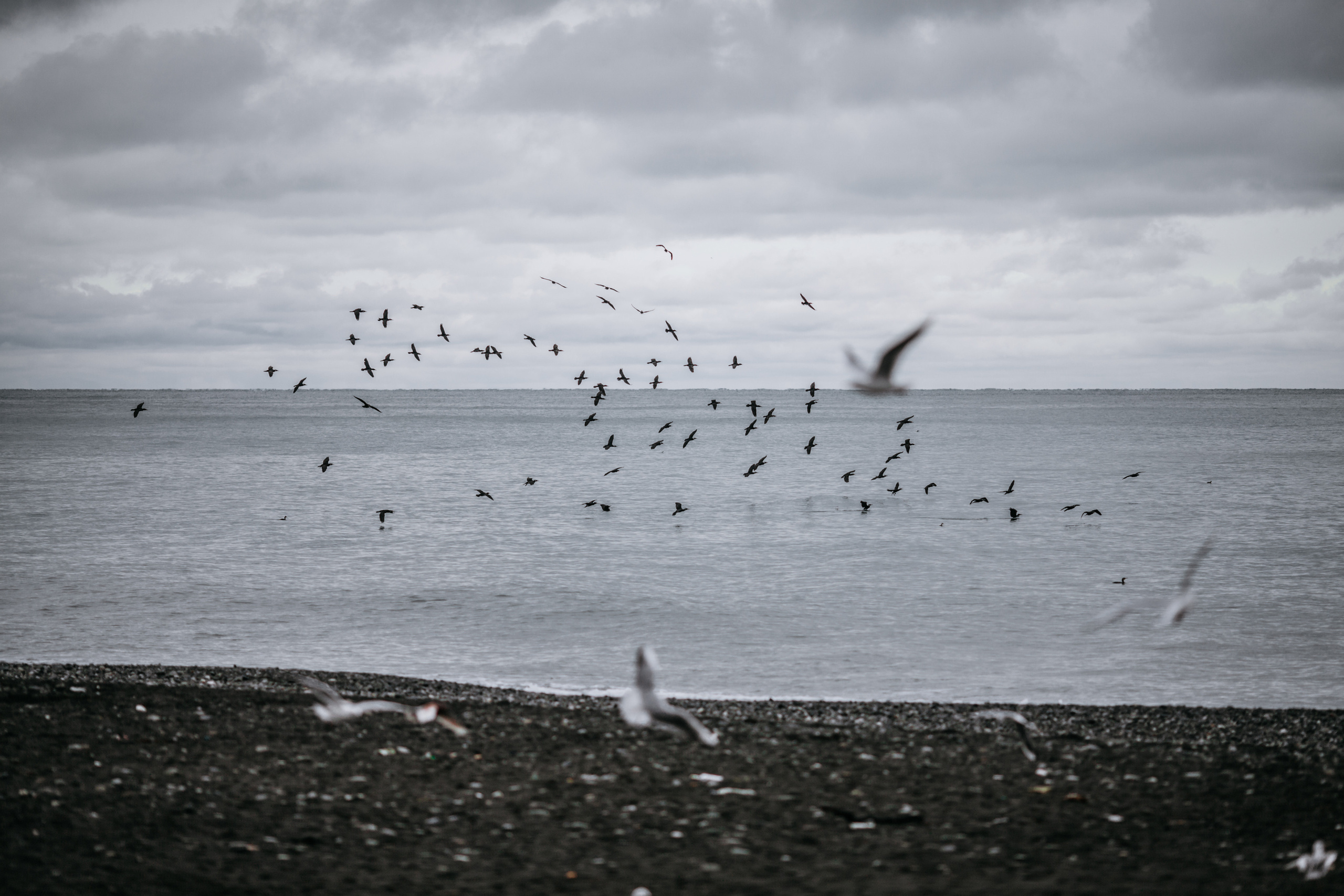 McDonald’s beach and seagulls. Wedding photographer Valeriy Solonskiy