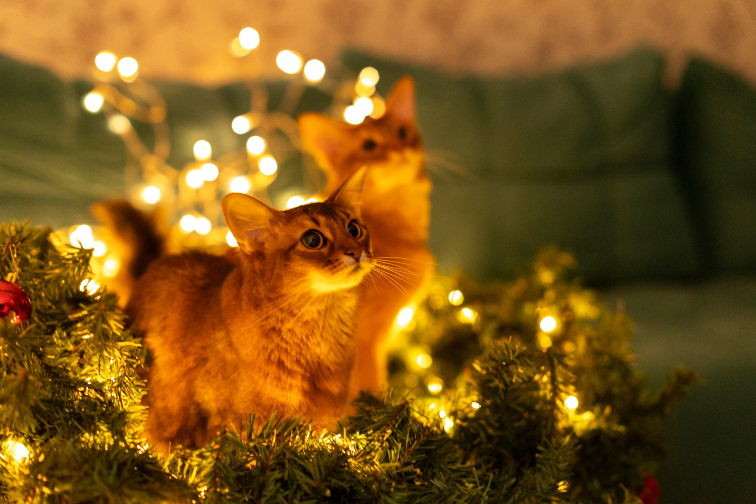 Сомали. Art my Pho