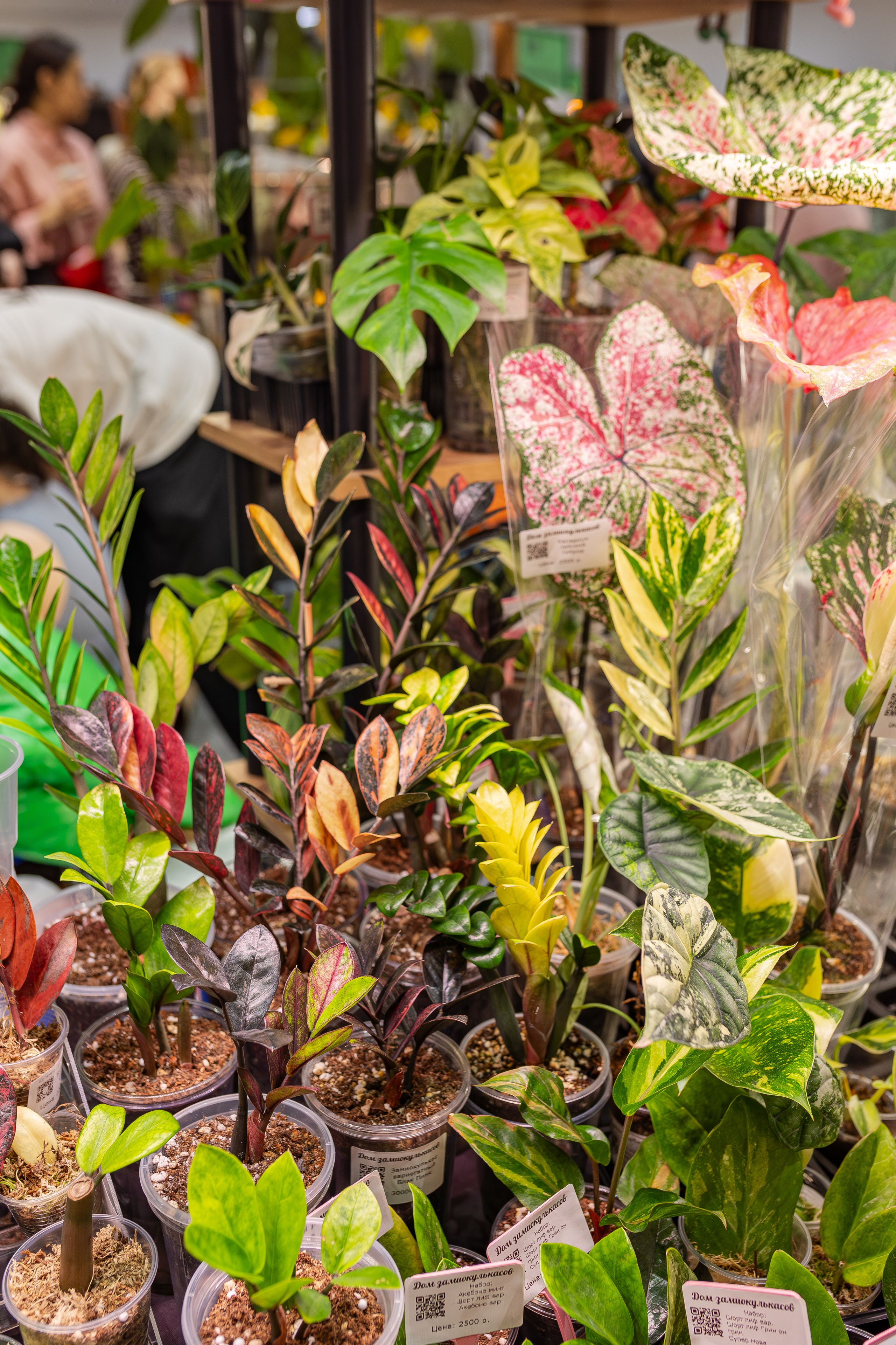 Монстериум апрель 2026. Александра Куликова фотограф, Москва