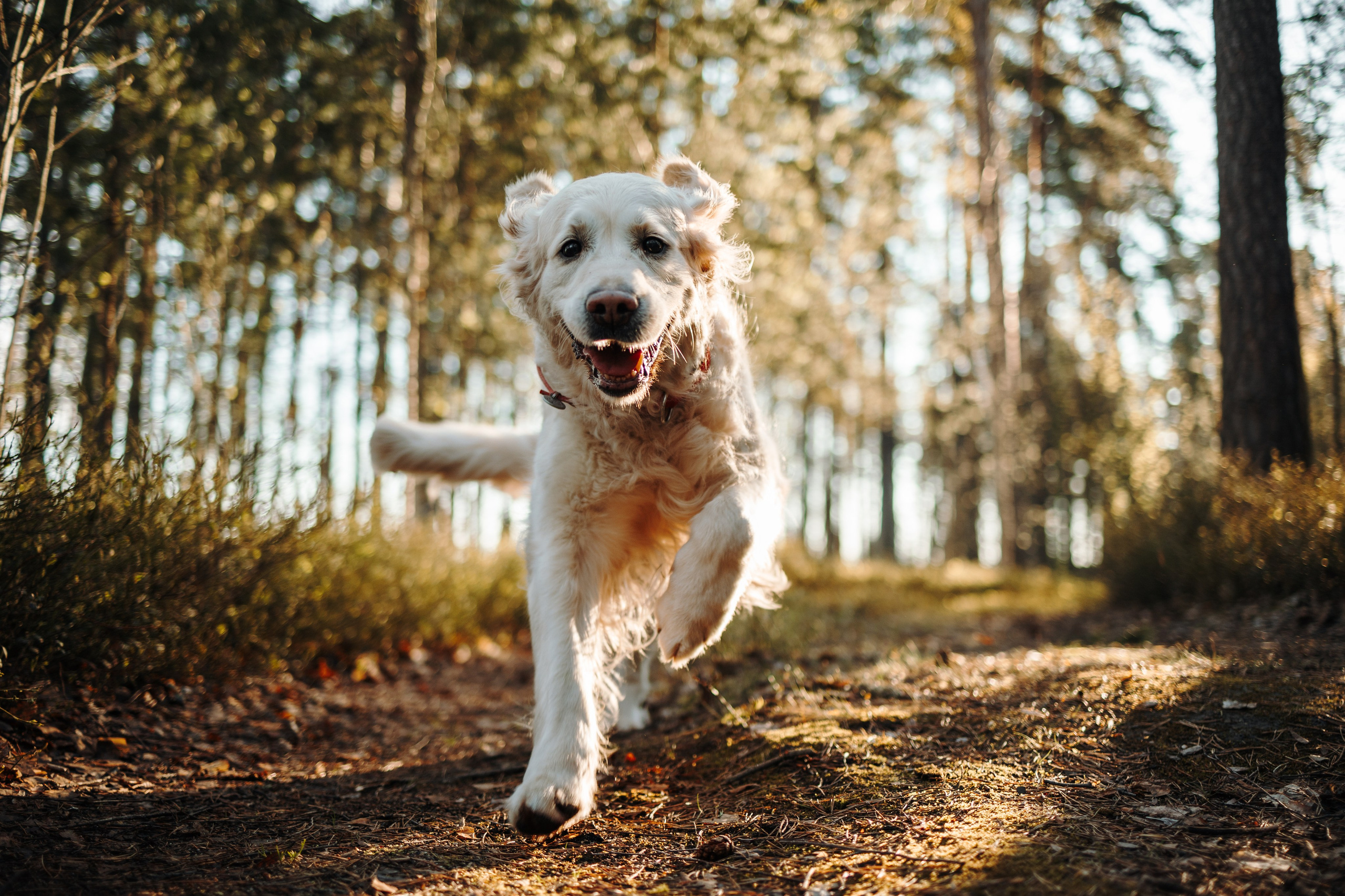 Катя и ее девочки. Фотограф — Анималист | Санкт-Петербург