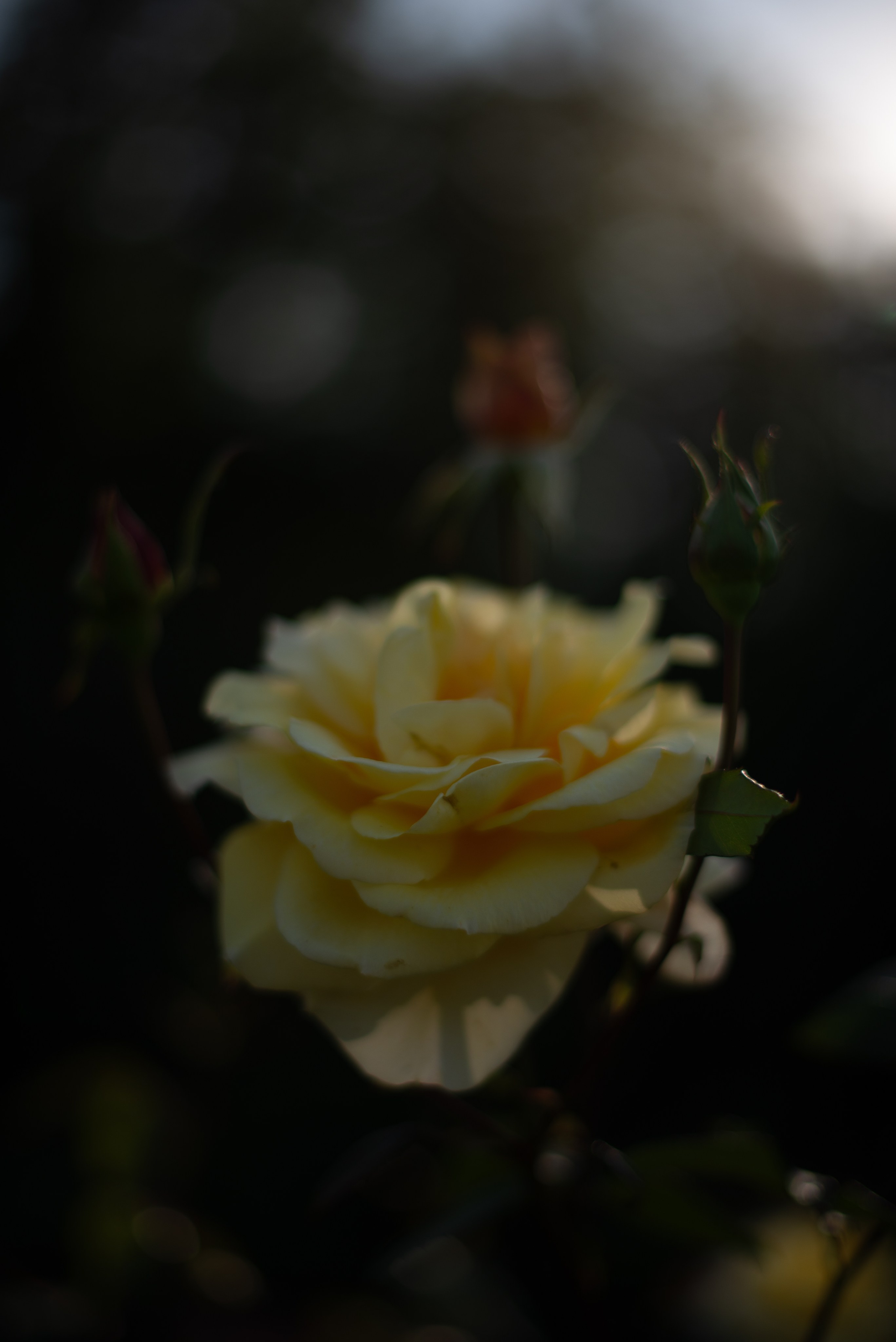 Цветы сада МГУ. Victoria Radjevna Репортажный Фотограф — Видеограф Москва • Санкт-Петербург