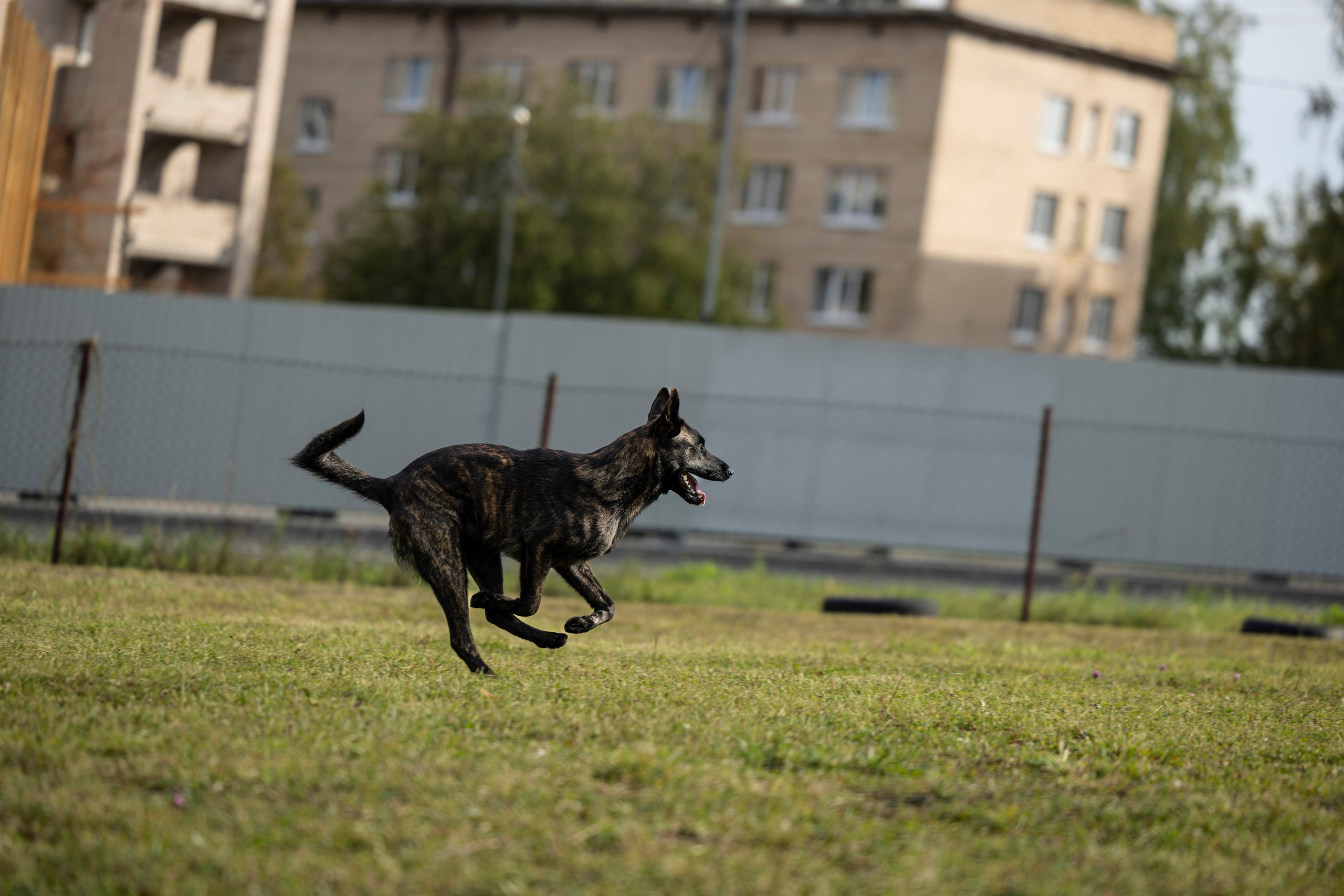 Испытания по Мондьорингу г. Пушкин. Фотограф-анималист Анна Маринич