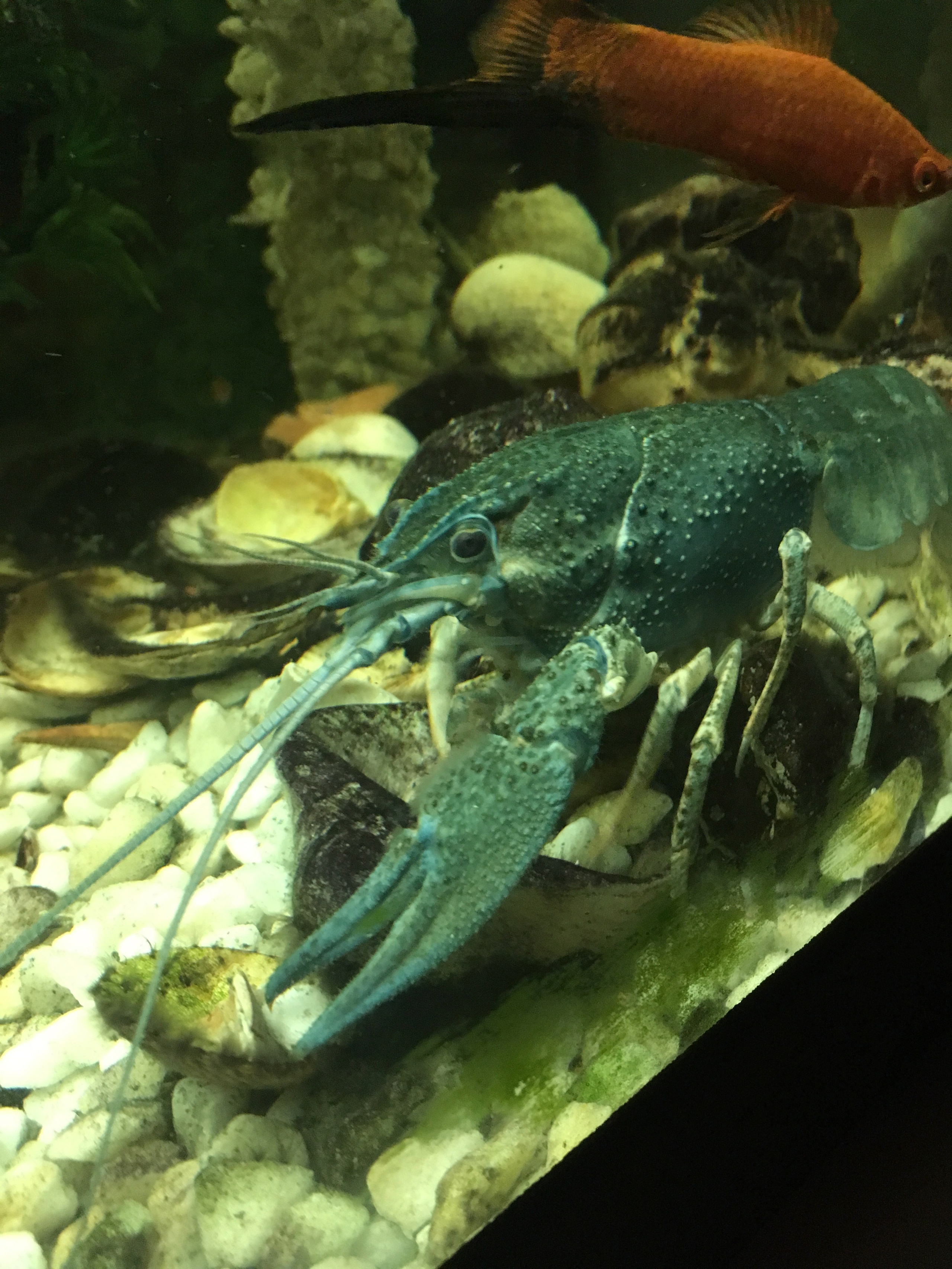 Смоленск. Главная