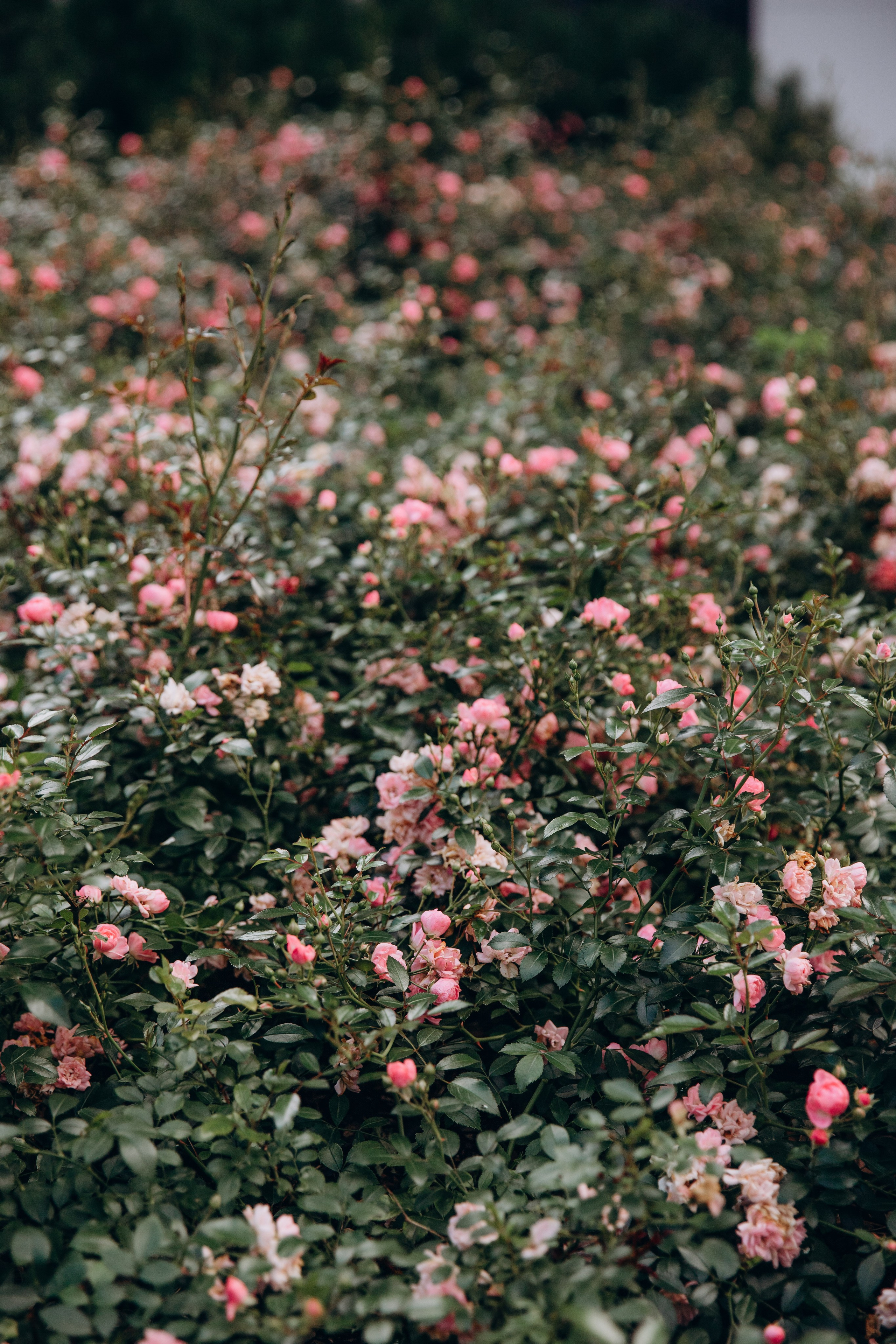 Семья Герштейн. Фотограф Анастасия Петрова
