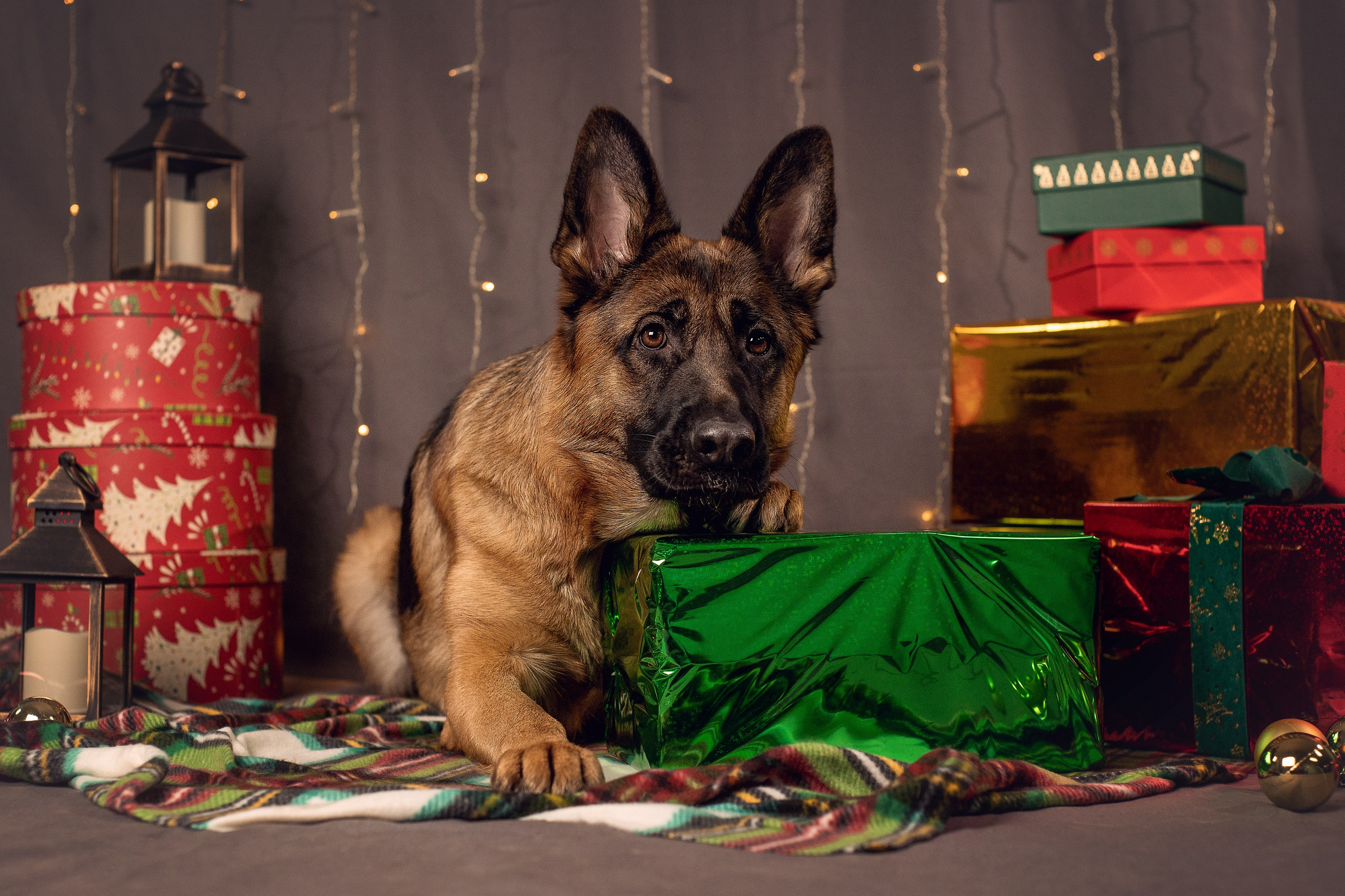 Новогодний. YULA KOLESOVA | Фотограф — Анималист | Художник | Тюмень