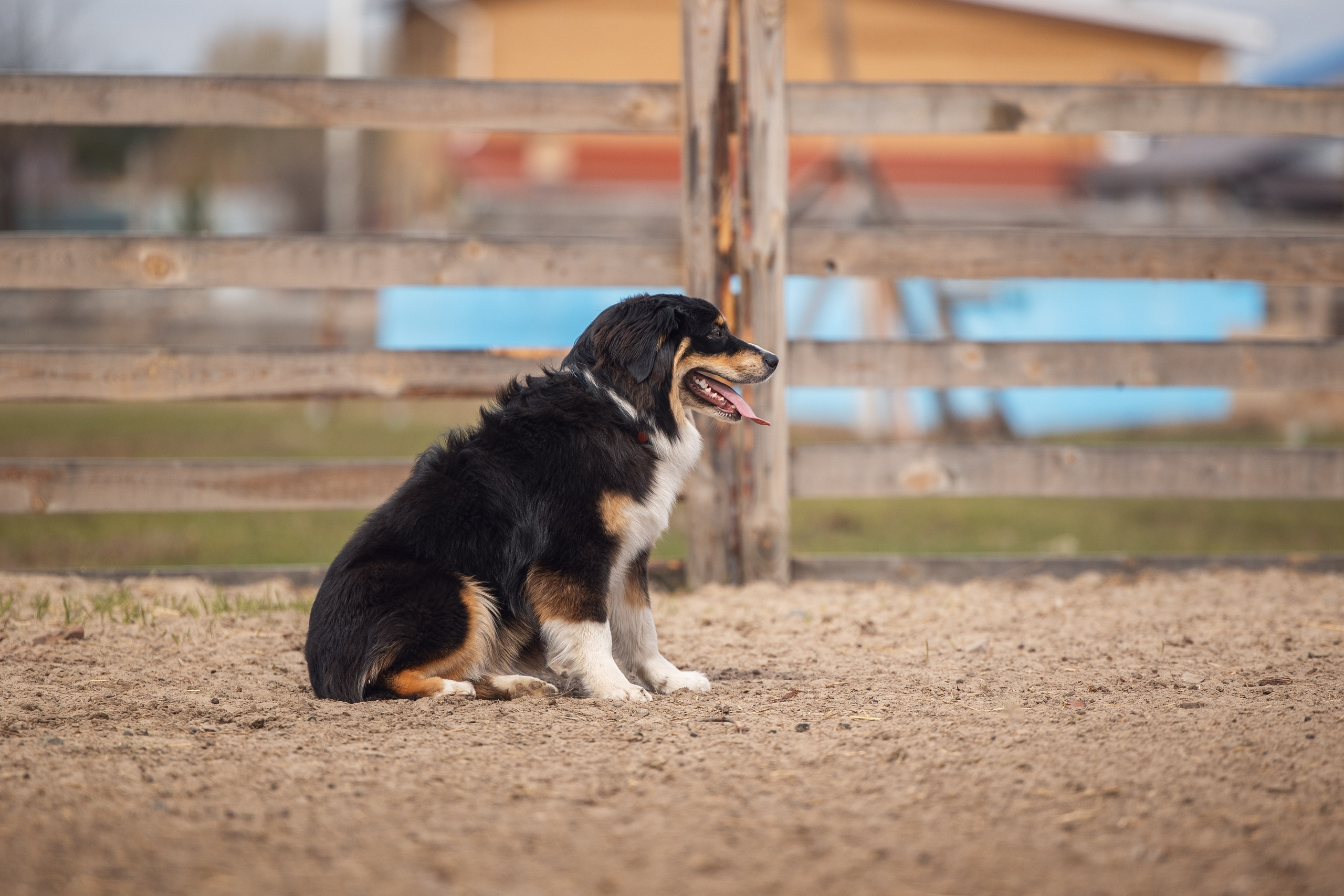 Ночь. YULA KOLESOVA | Фотограф — Анималист | Художник | Тюмень