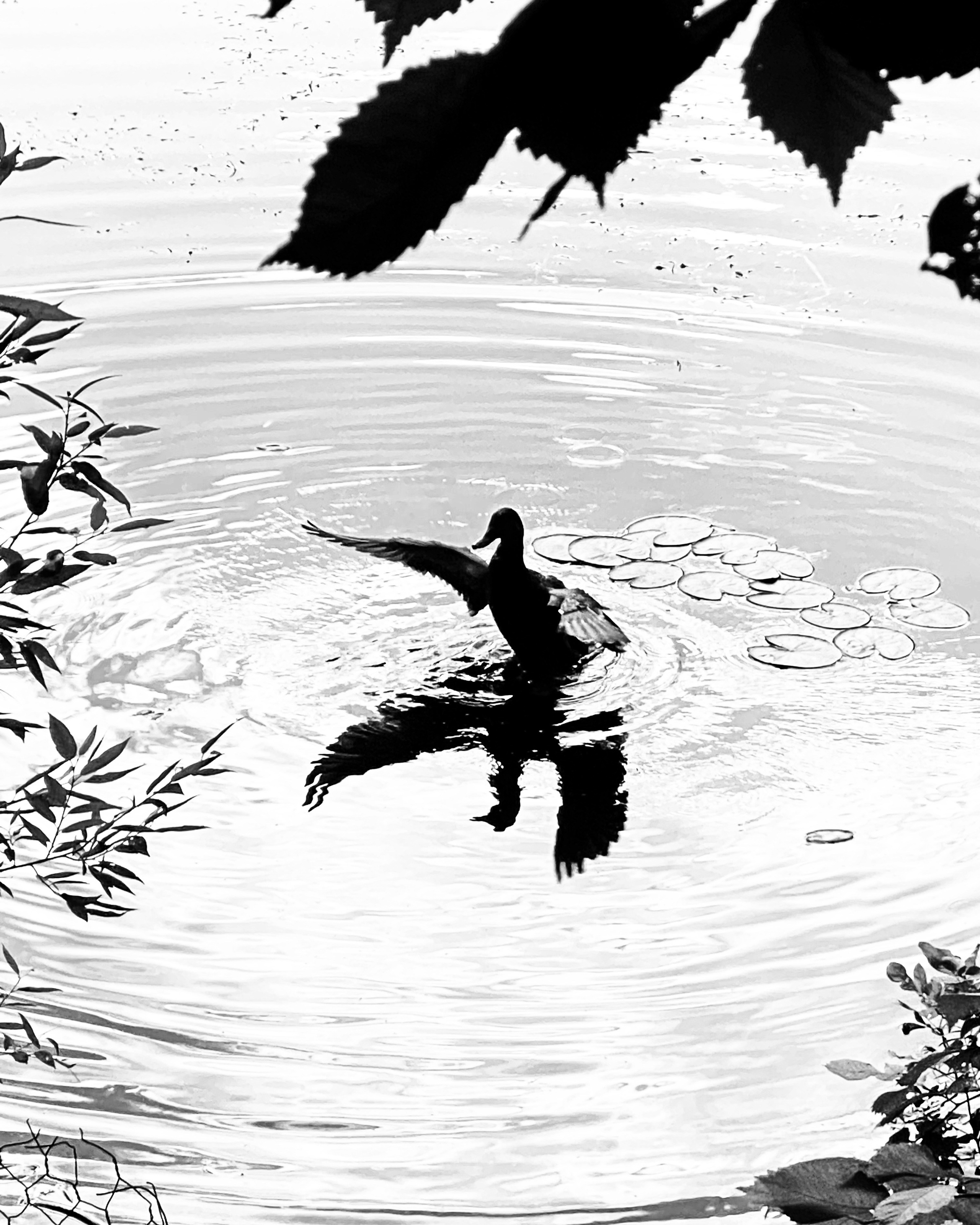 Работы с телефона. Свадебный фотограф в Москве Сафонова Анна