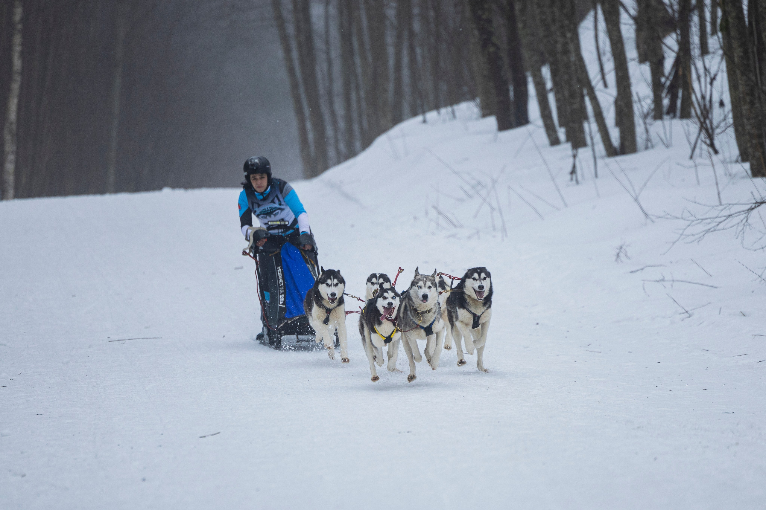 Зимний Чемпионат Санкт-Петербурга по ездовому спорту. Фотограф-анималист Анна Маринич