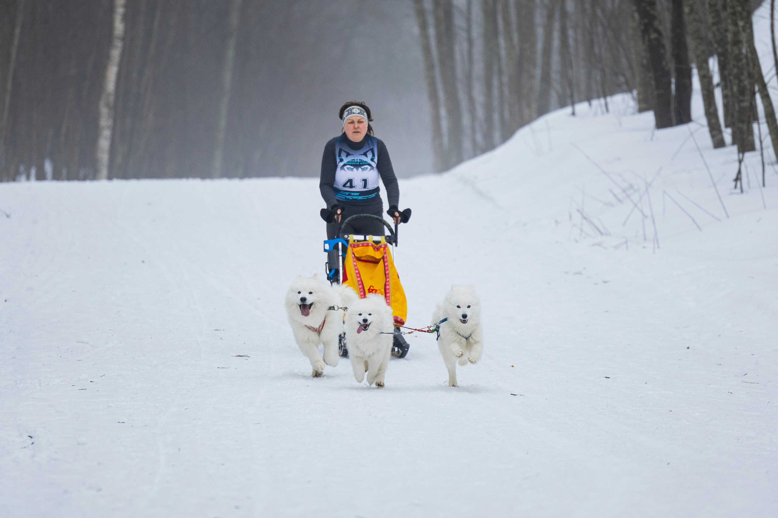 Зимний Чемпионат Санкт-Петербурга по ездовому спорту. Фотограф-анималист Анна Маринич