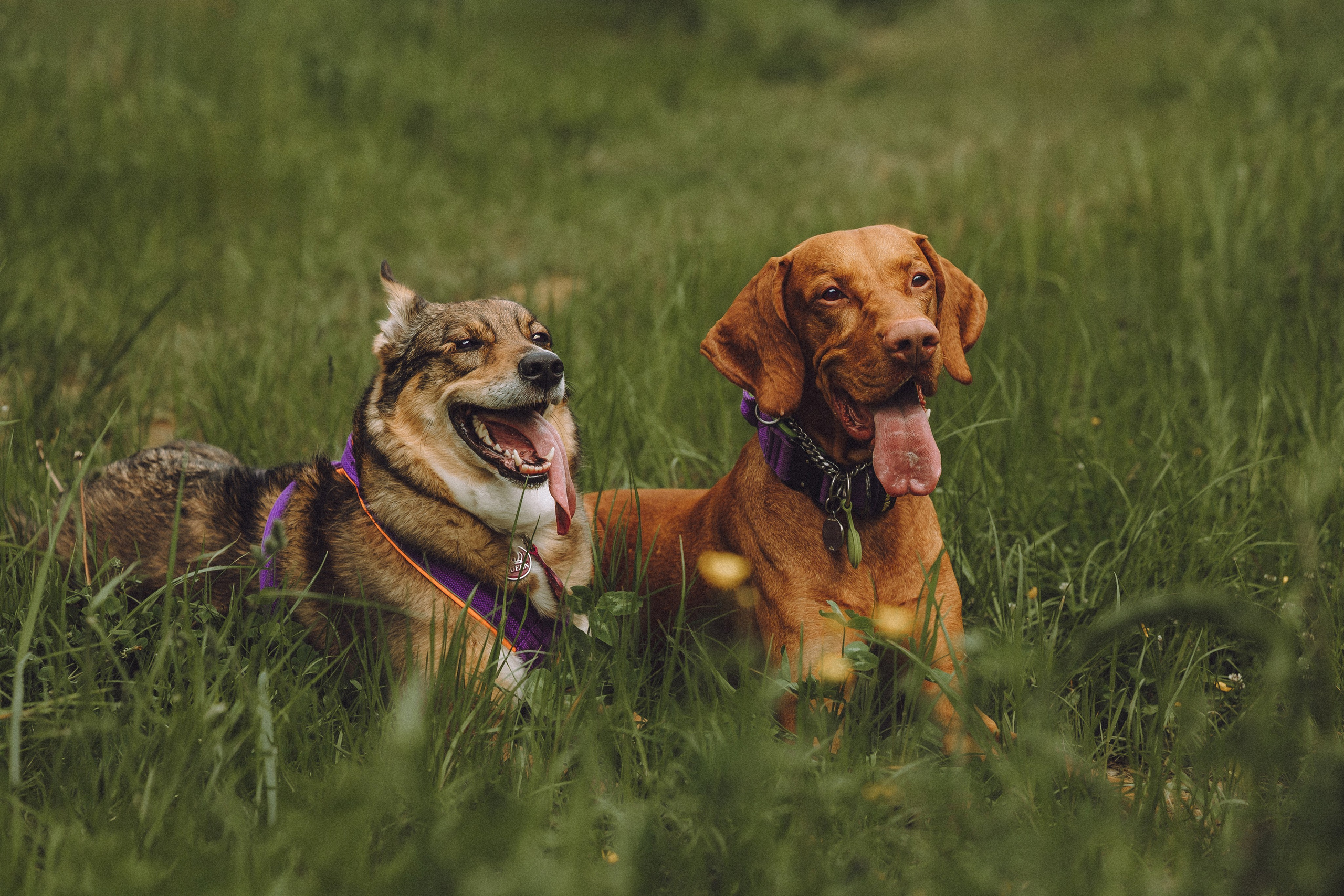 Груша, Данни, Фунтик и их семья