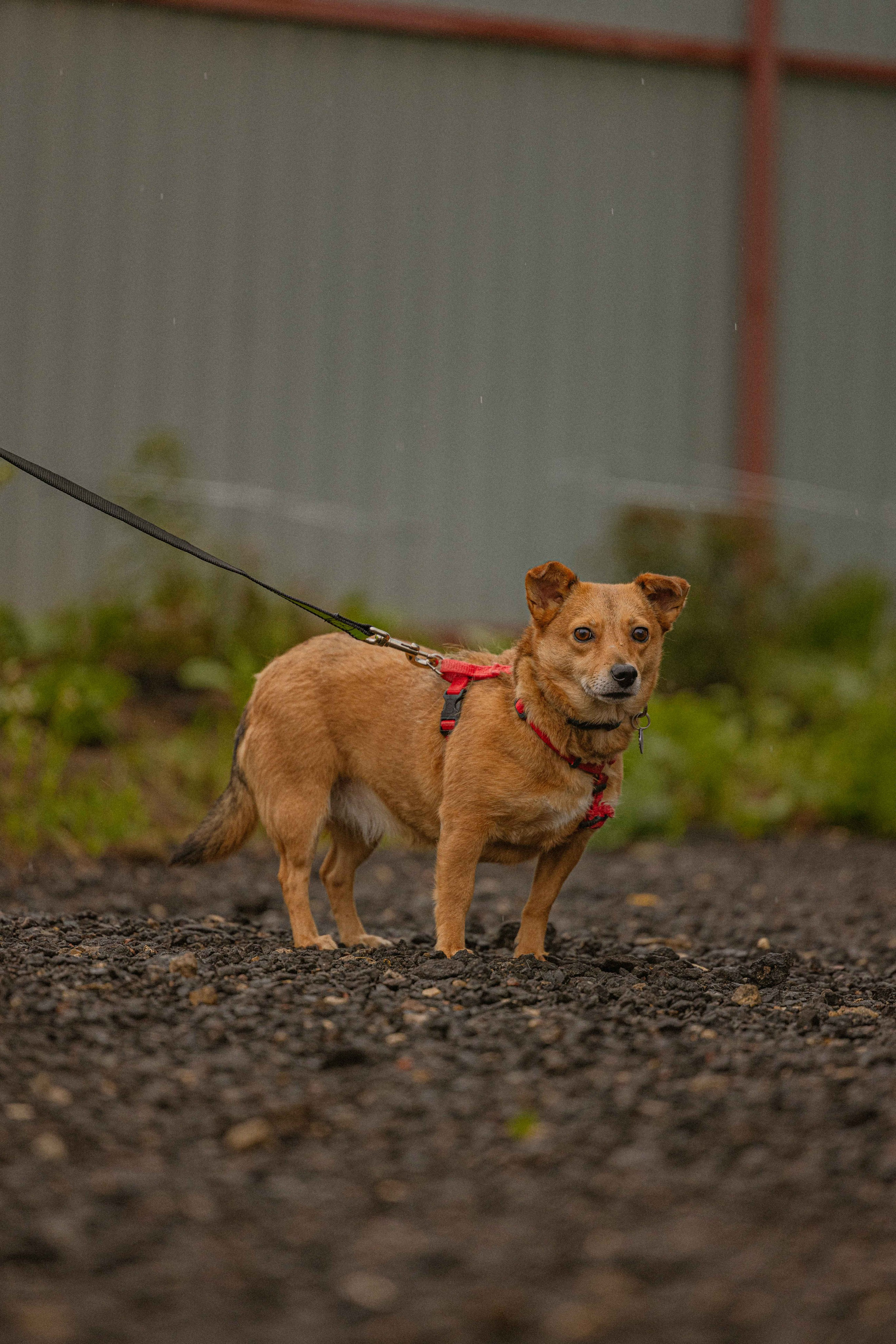 Передержка. Фотограф-анималист в Москве Лера Черноног