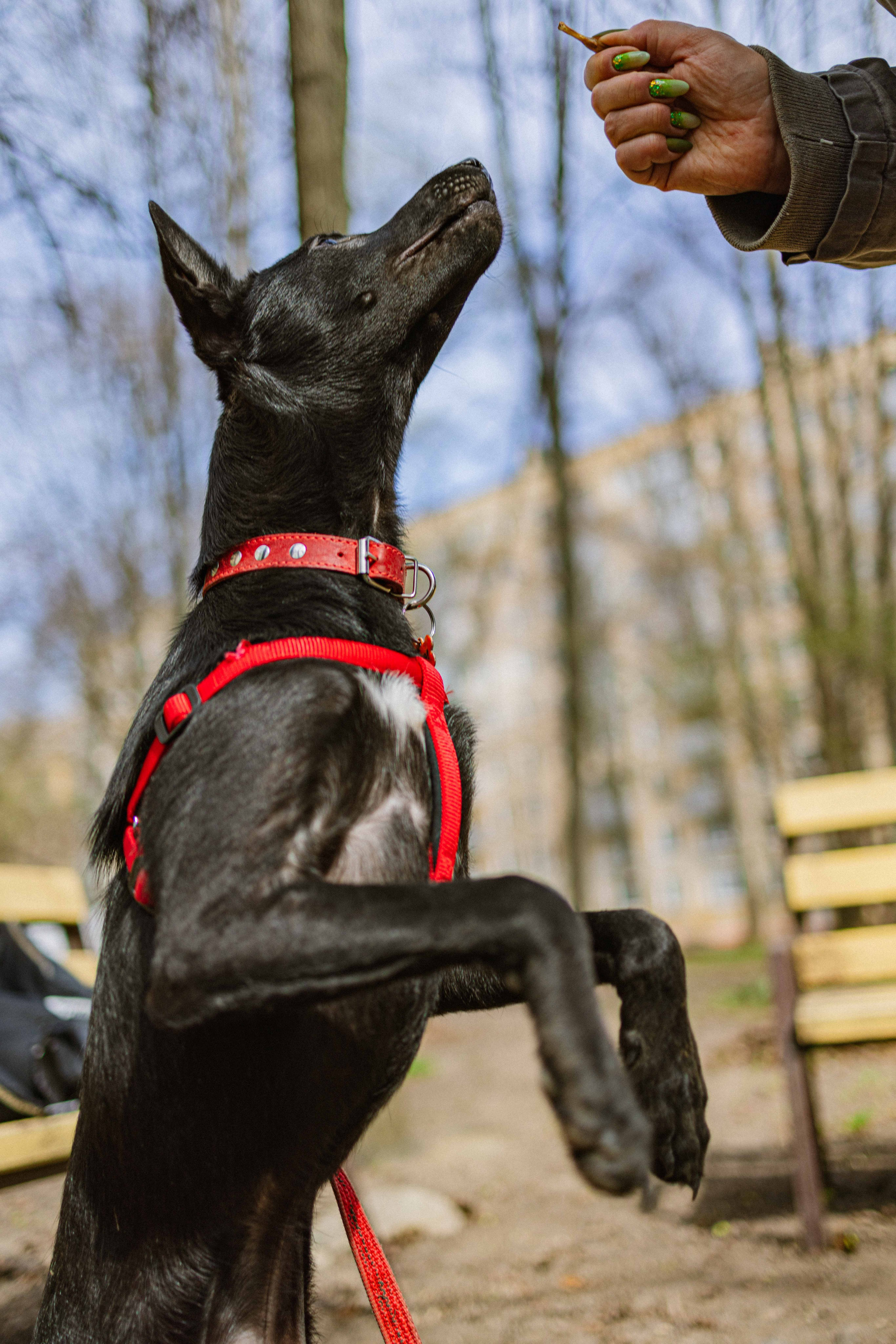 Булька. Фотограф-анималист в Москве Лера Черноног
