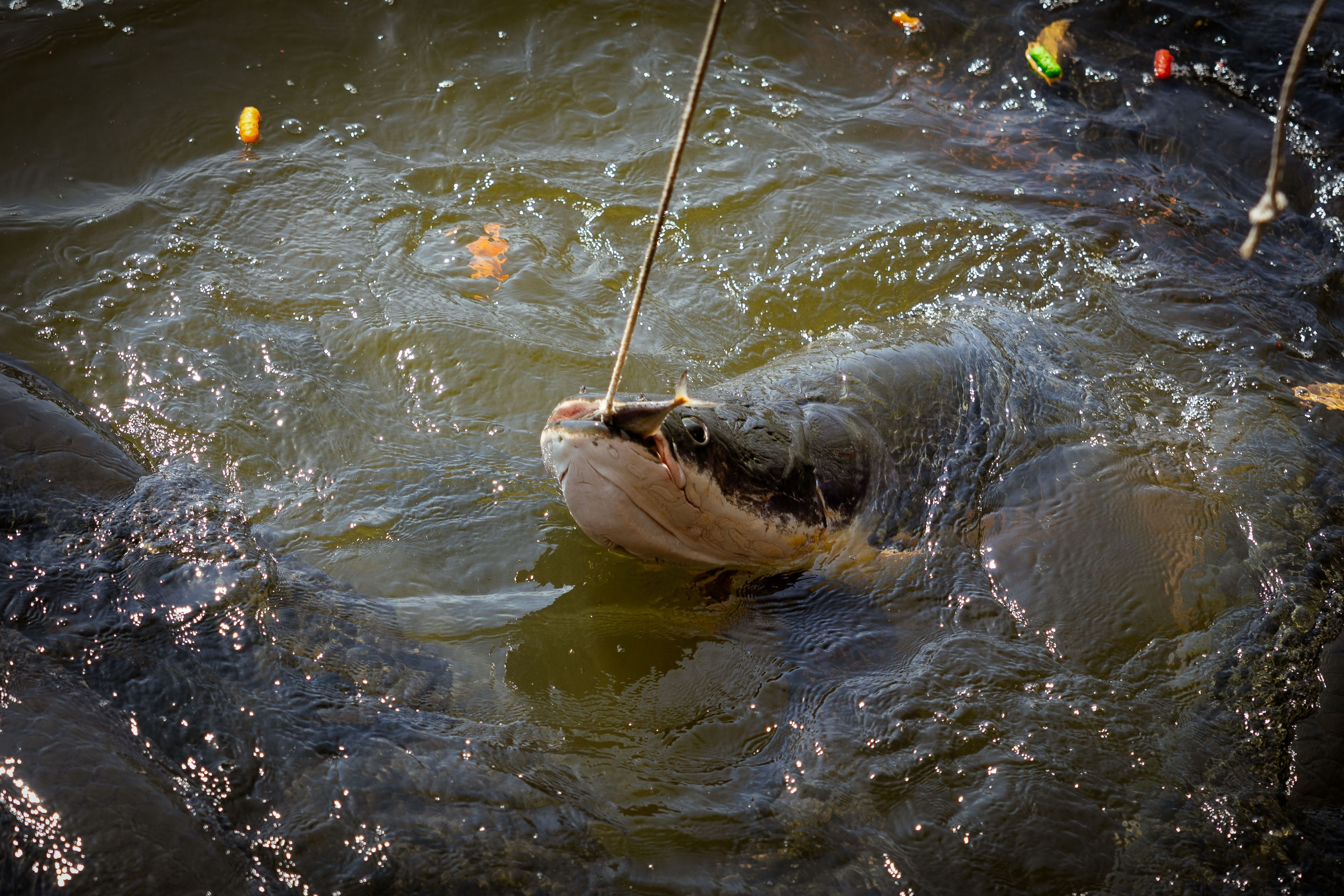 Таиланд (зима 2025). Фотограф Виноградов Константин