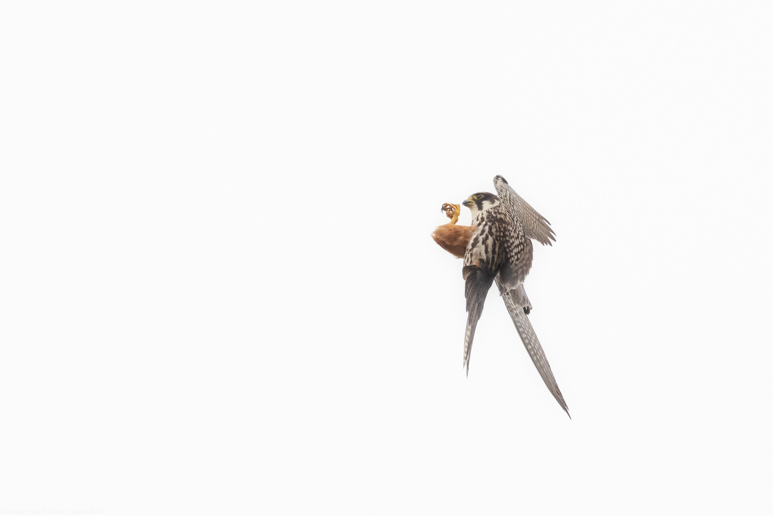 Чеглок. Архитектурный и пейзажный фотограф Кондратенко Руслан, Санкт-Петербург