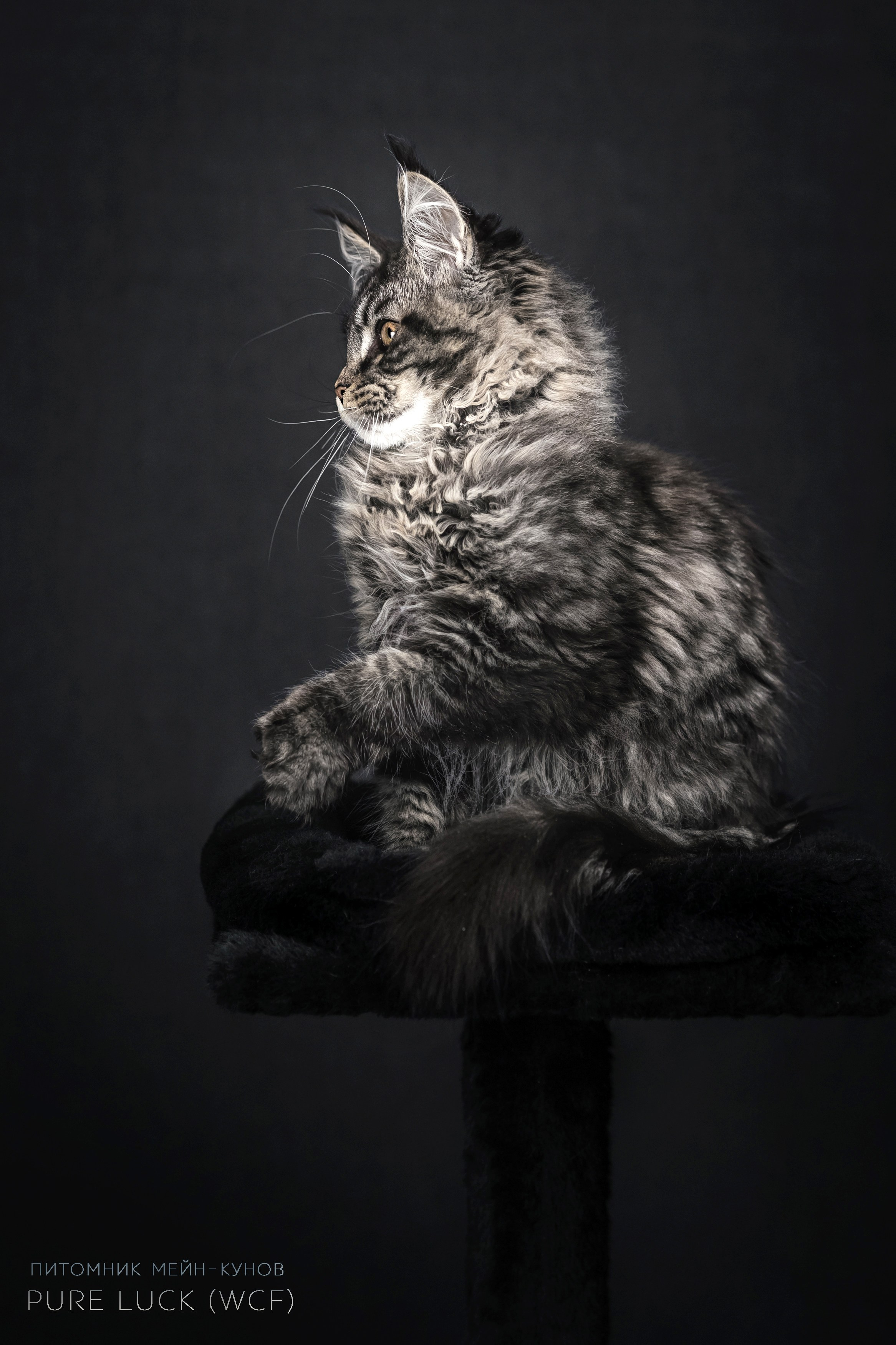 Куны. Фотограф анималист Аня Ливанова | Рыбинск