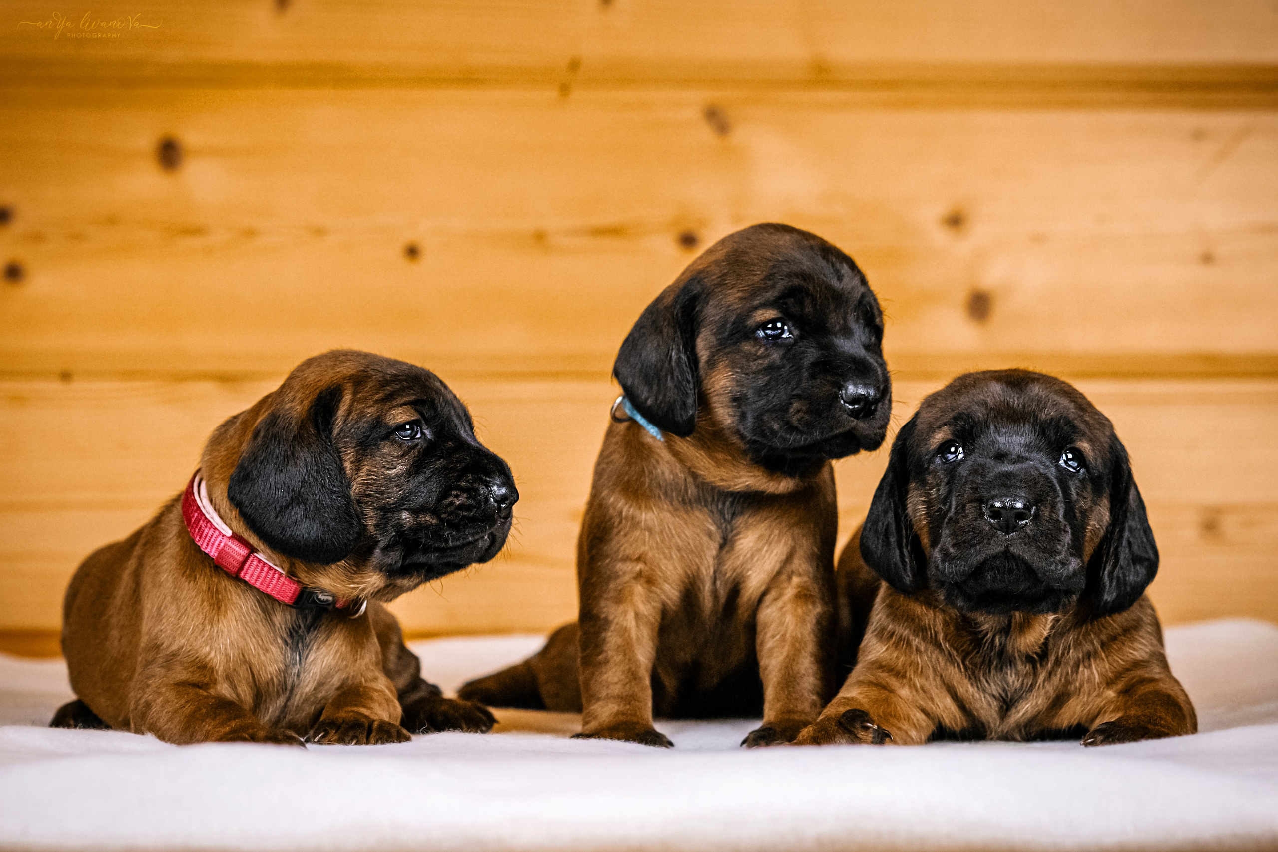 Баварчики. Фотограф анималист Аня Ливанова | Рыбинск