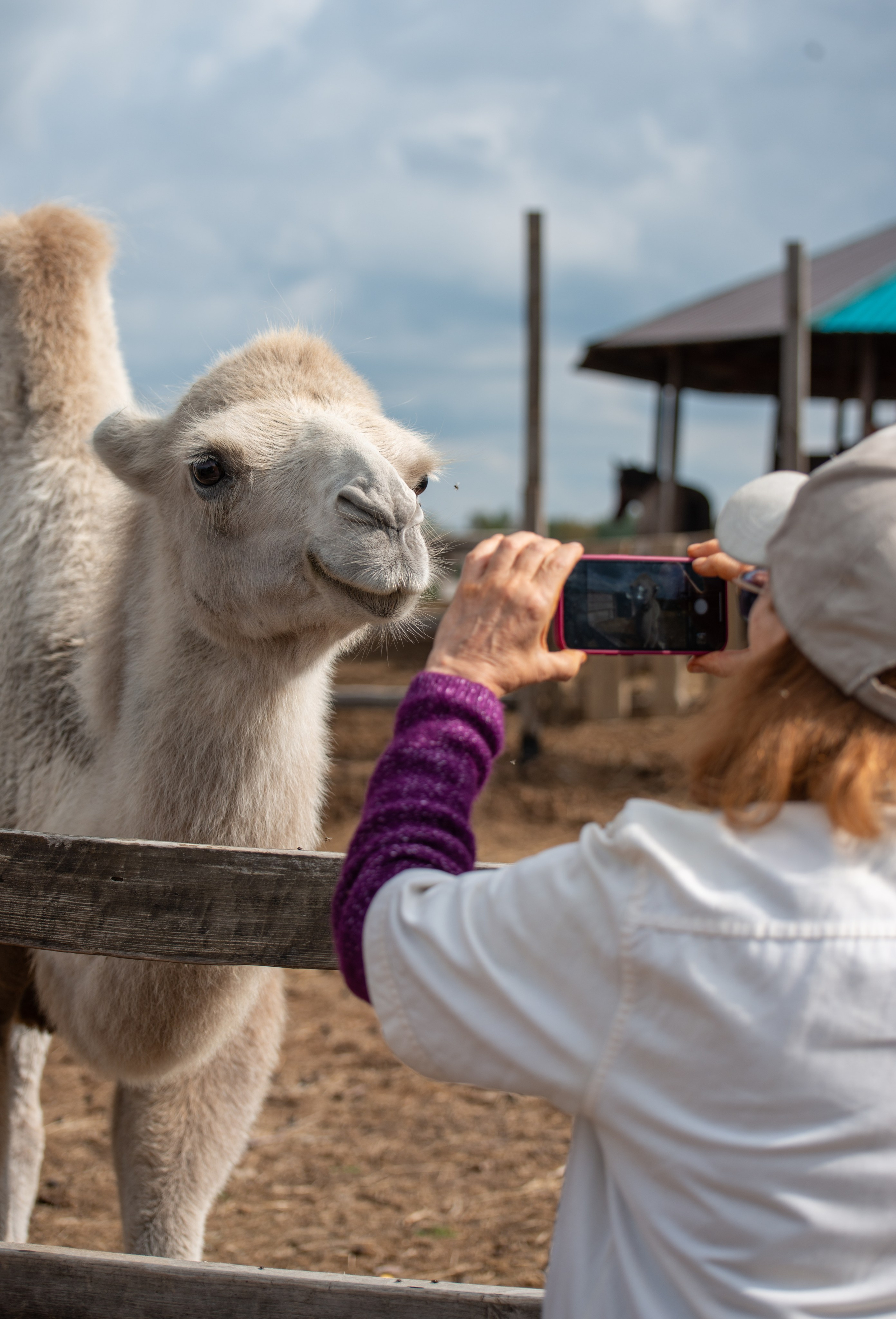 Гости в Родославном. Конный фотограф в Саратове Юлия Иванова