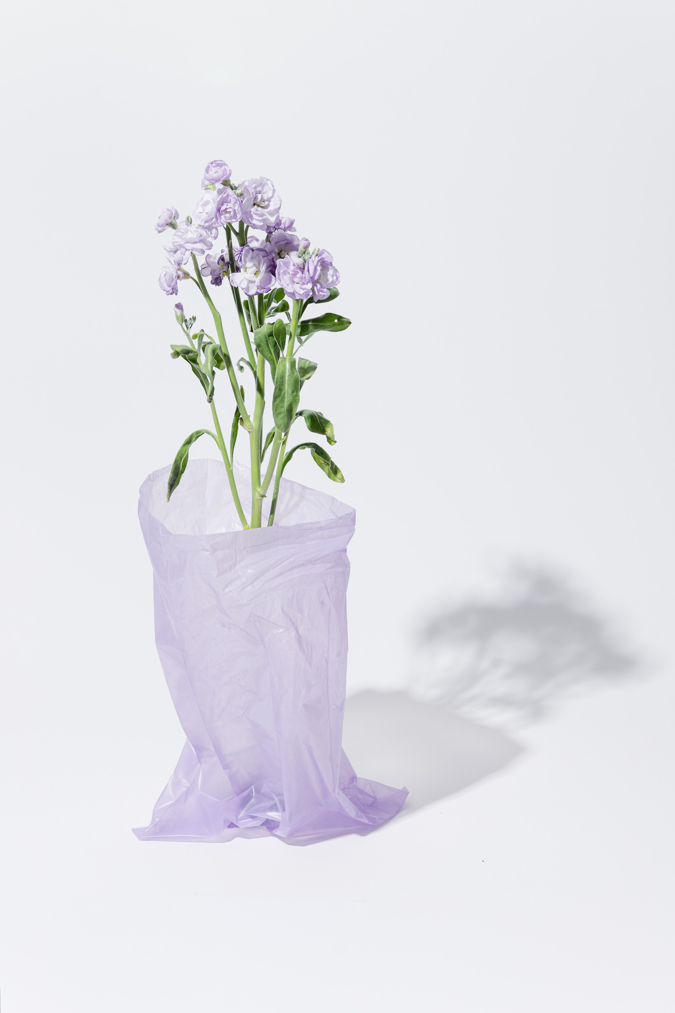 In good company для собак. Фотограф в Москве Татьяна Драгунова