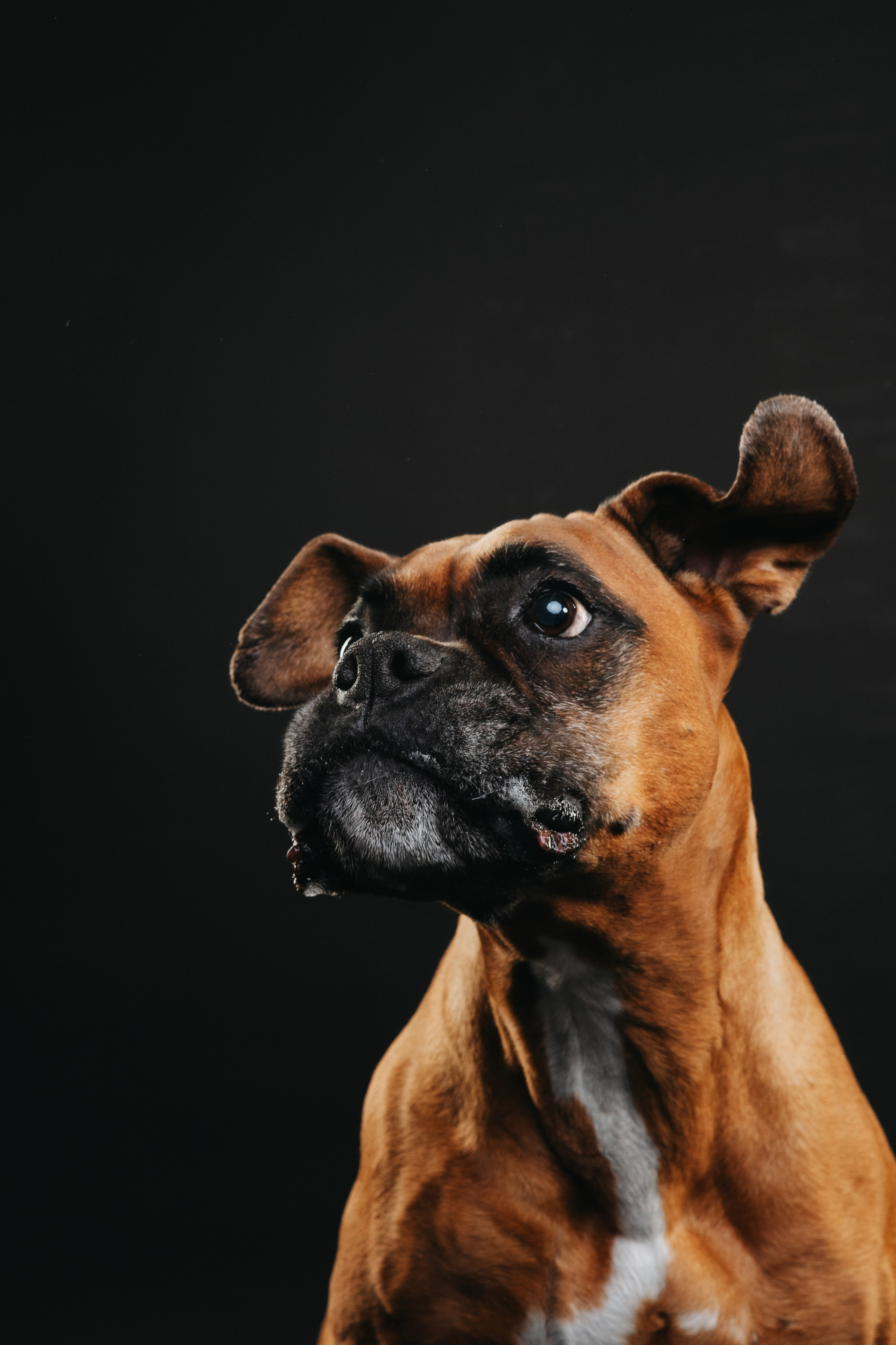 Боксер Челси. Фотограф анималист Осипчикова Мария