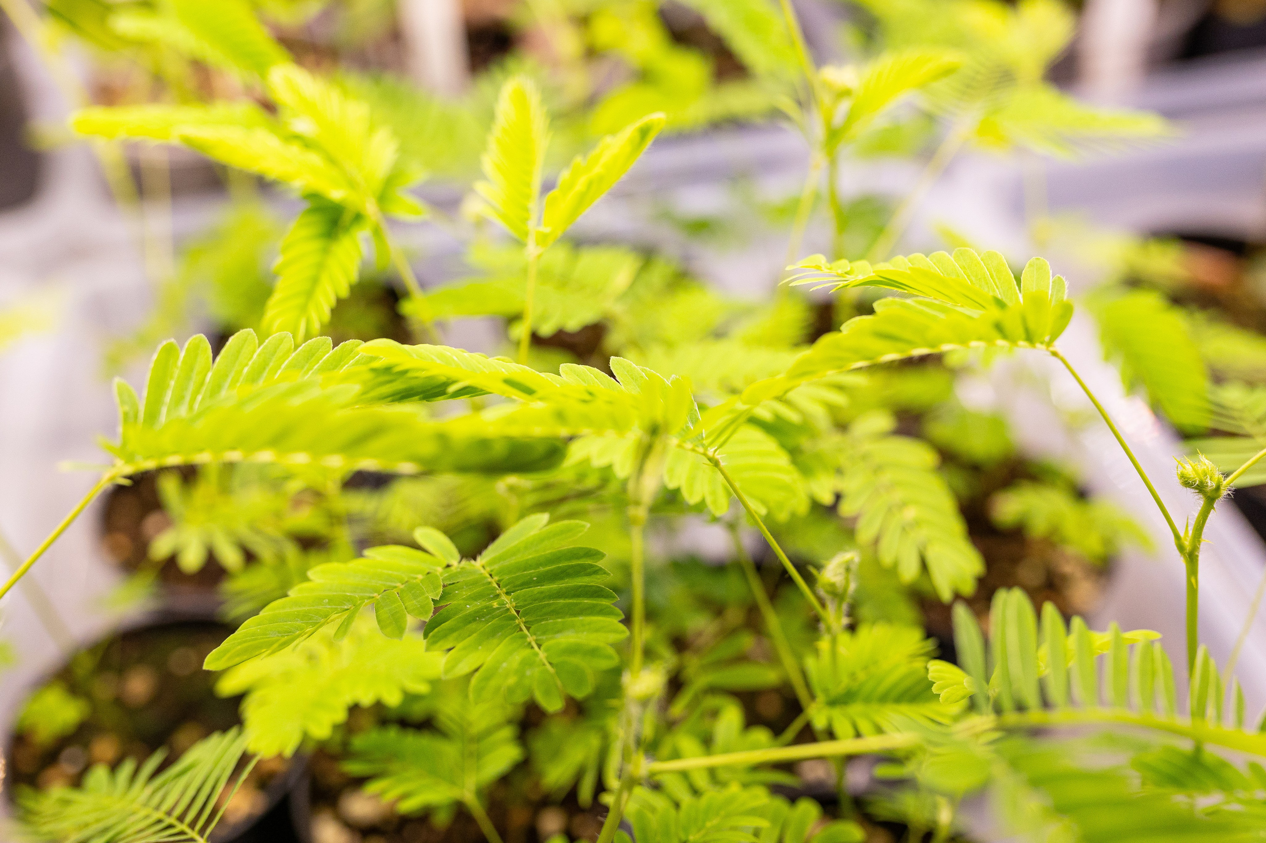 Green_Rare Ярмарка февраль 2025. Александра Куликова фотограф, Москва