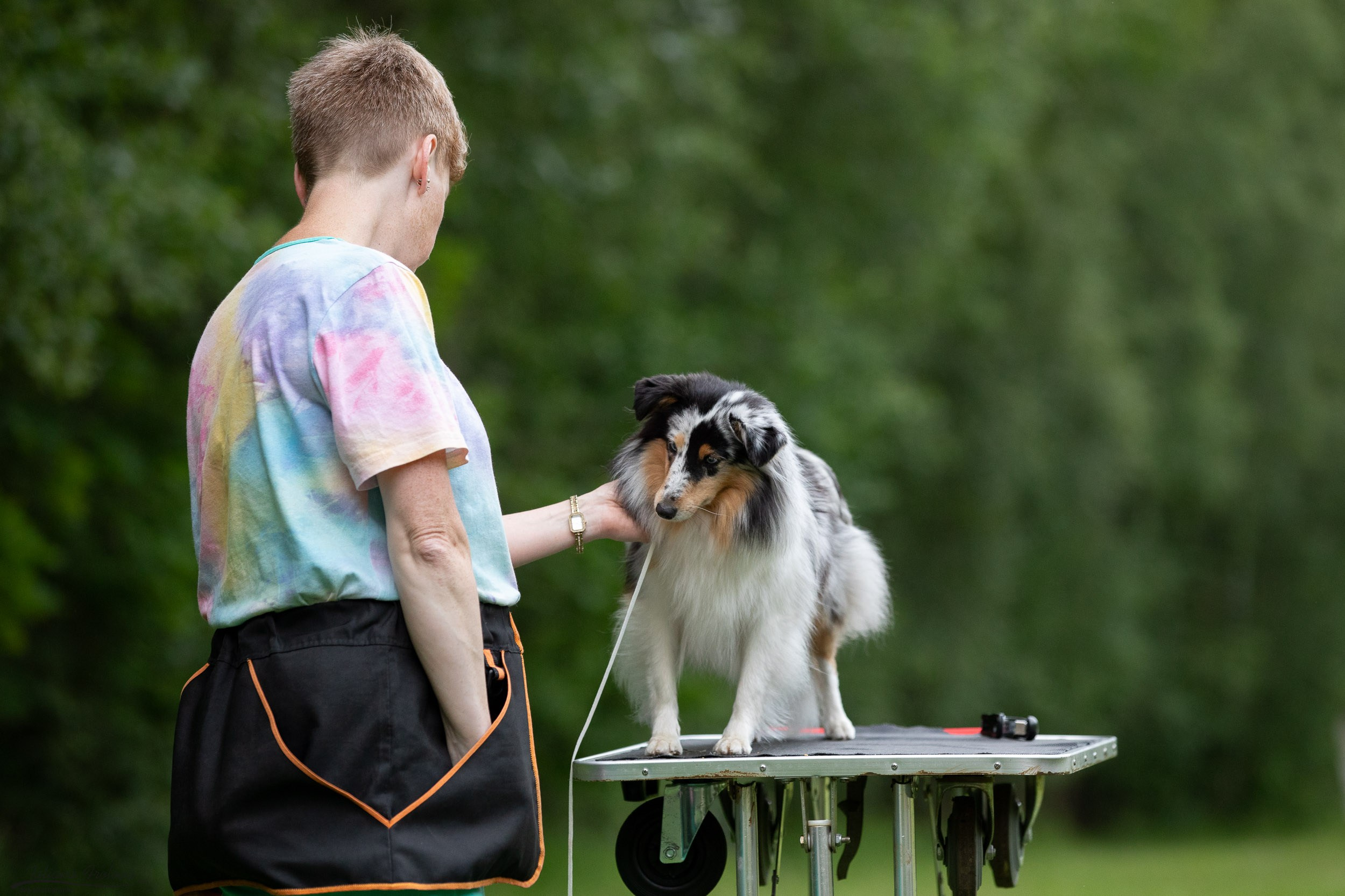 Репортаж с выводки молодняка колли/шелти в Ясенево. Фотограф-анималист в Москве и Московской области Татьяна Фролова