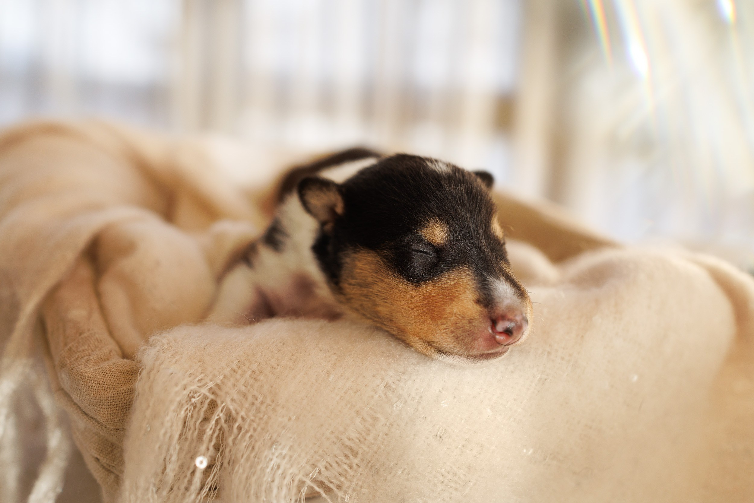 Короткошерстные колли в 2 недели. Фотограф-анималист в Москве и Московской области Татьяна Фролова