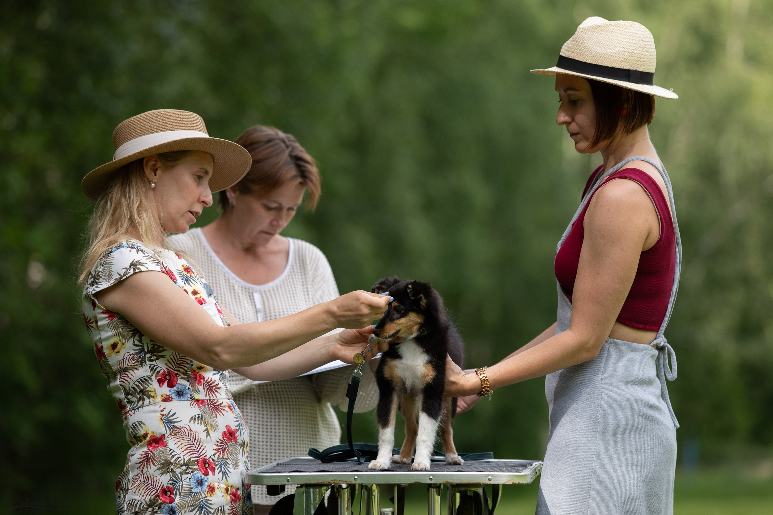 Репортаж с выводки молодняка колли/шелти в Ясенево. Фотограф-анималист в Москве и Московской области Татьяна Фролова