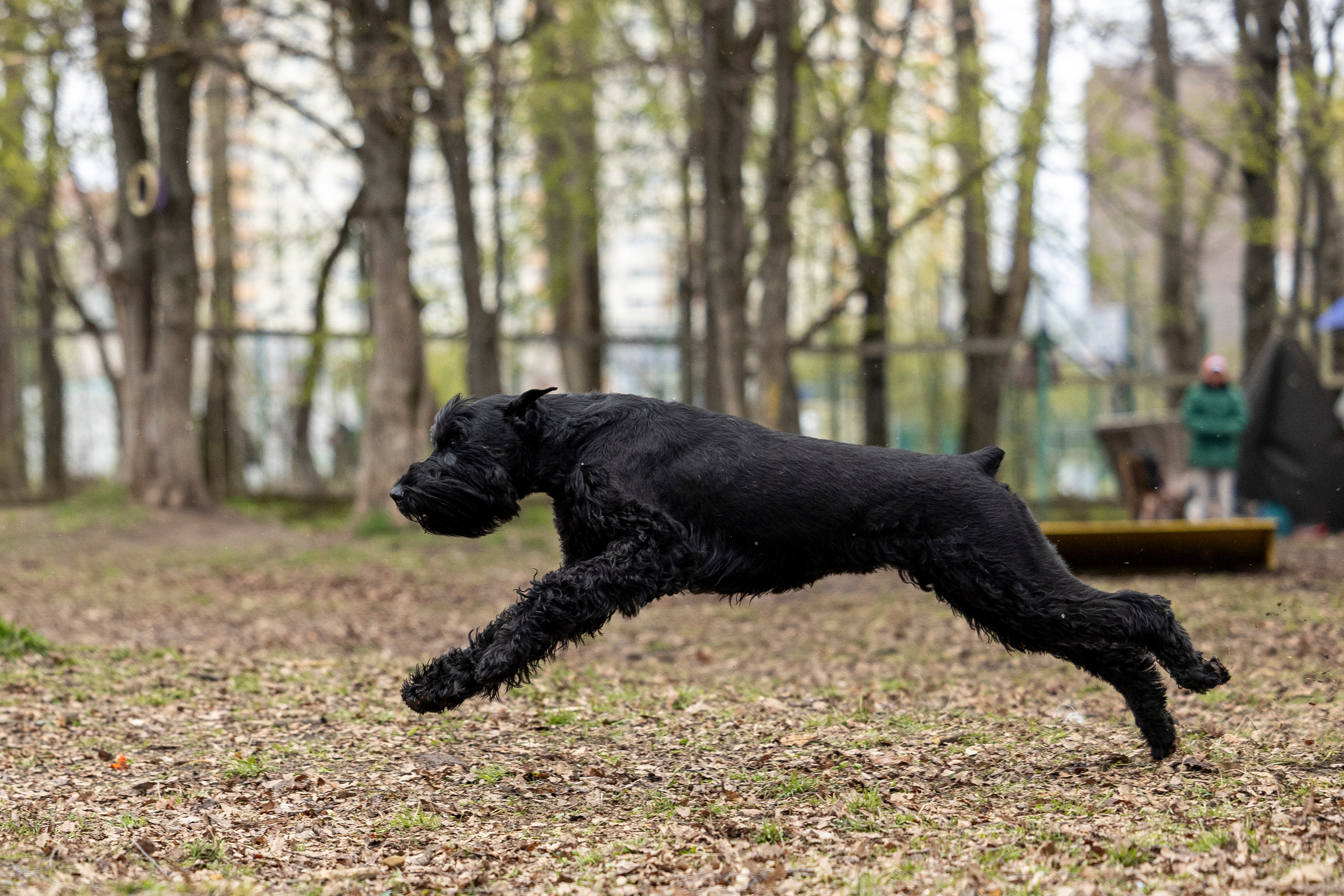 Квалификационные состязания по мондьорингу г. Вологда 11.05.24. Фотограф-анималист Анна Маринич