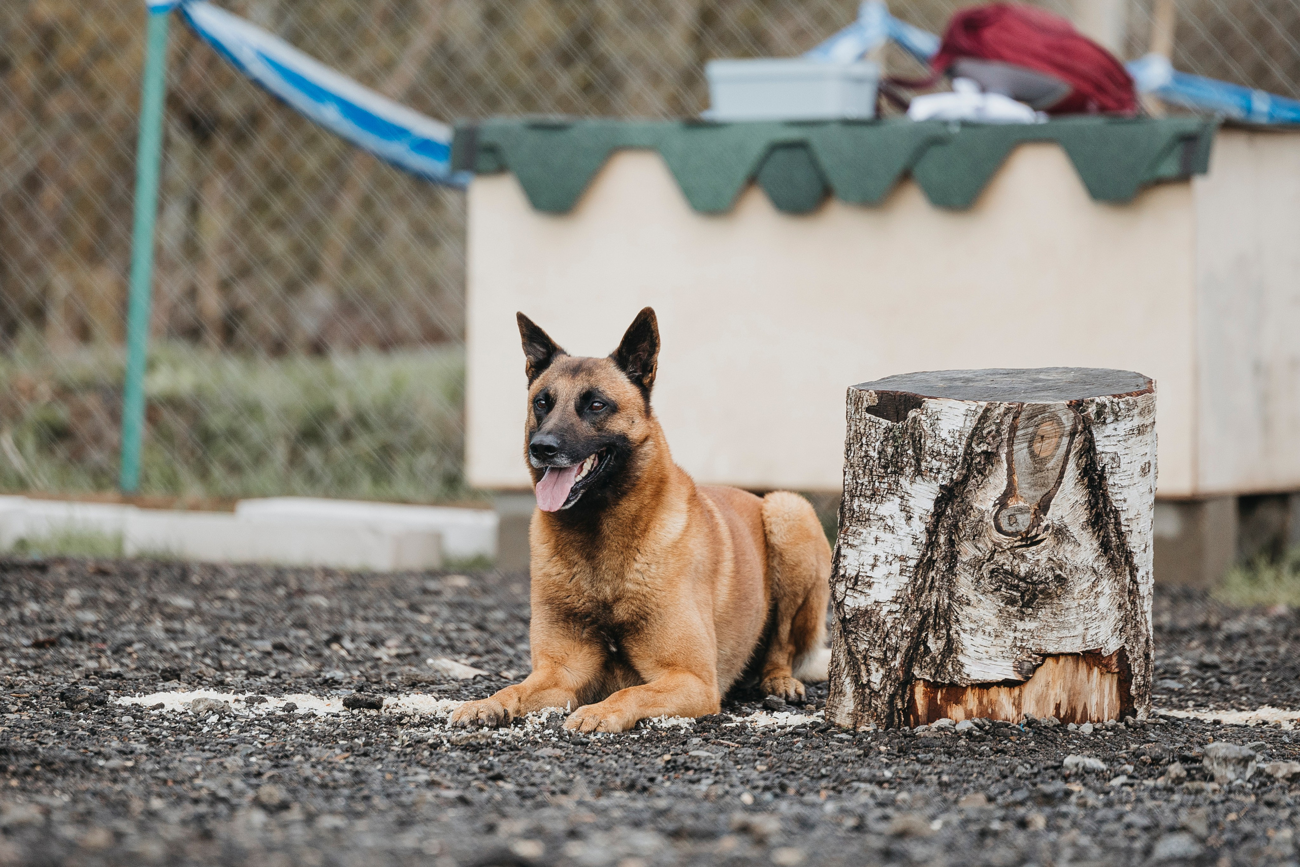 09.05.25 Вологда соревнования. Фотограф-анималист Анна Маринич