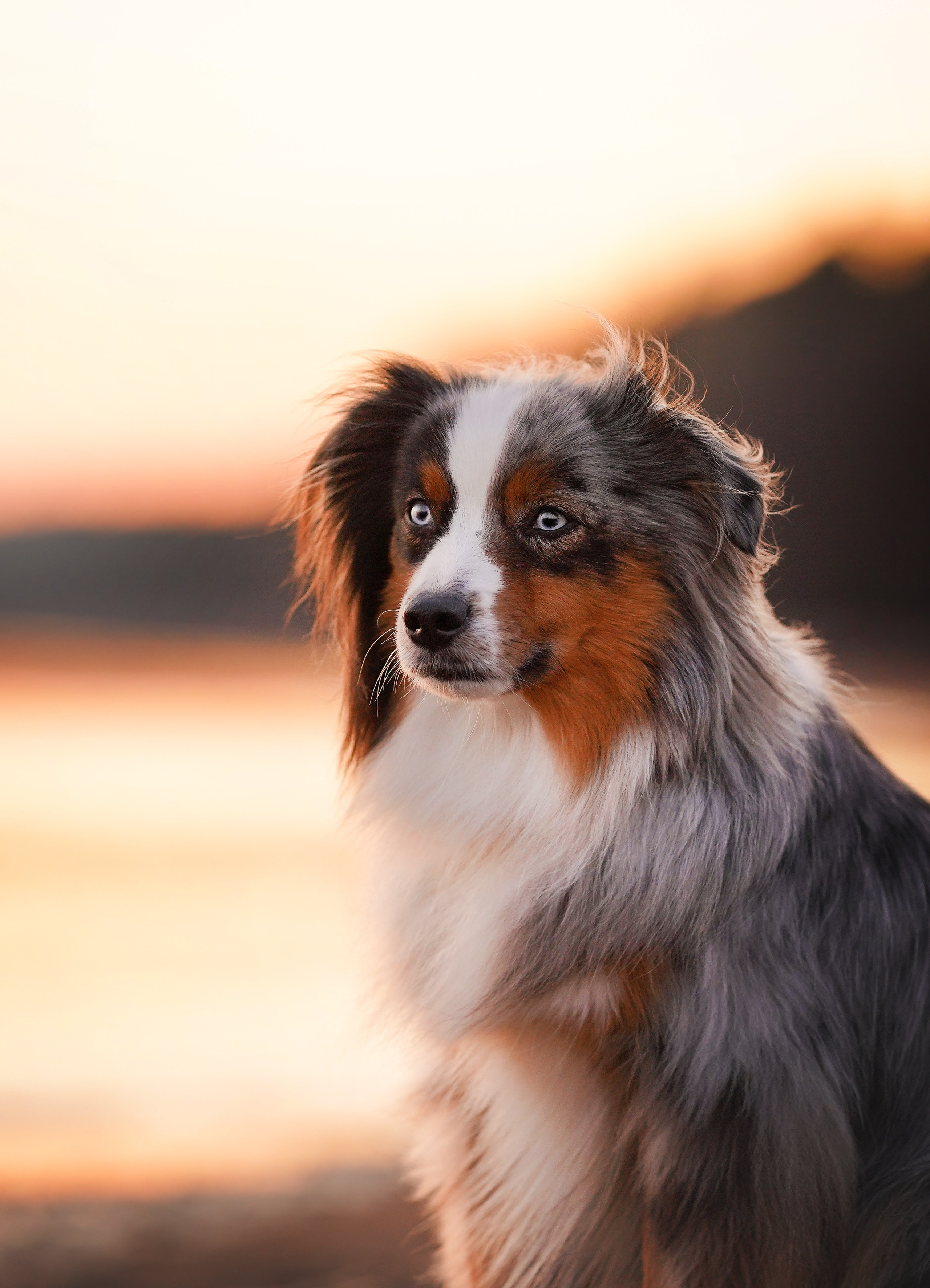 Алиса и Джокер. Фотограф-анималист в Санкт-Петербурге Яна Мартынова