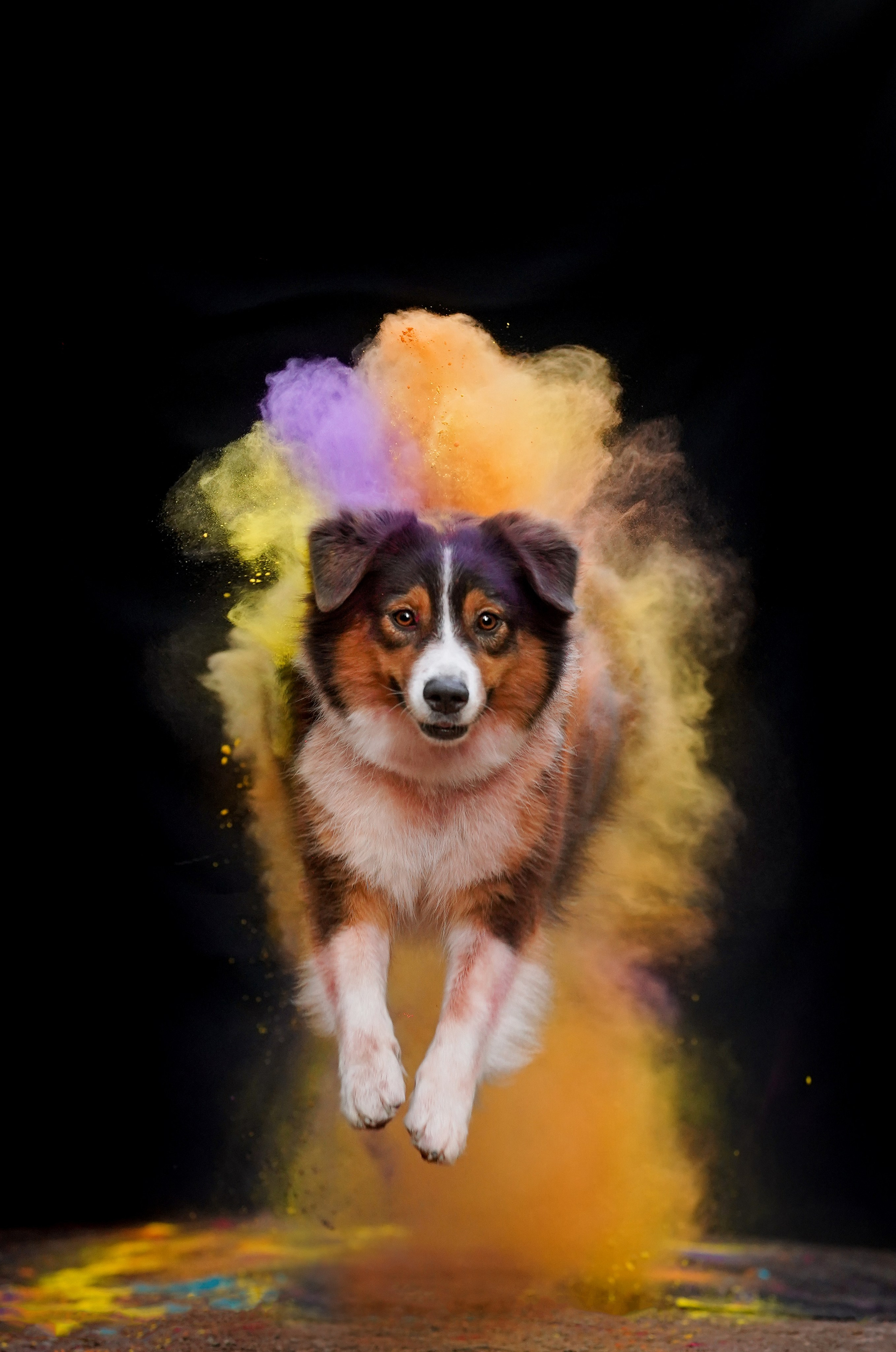 Съемка с красками холли. Фотограф-анималист в Санкт-Петербурге Яна Мартынова