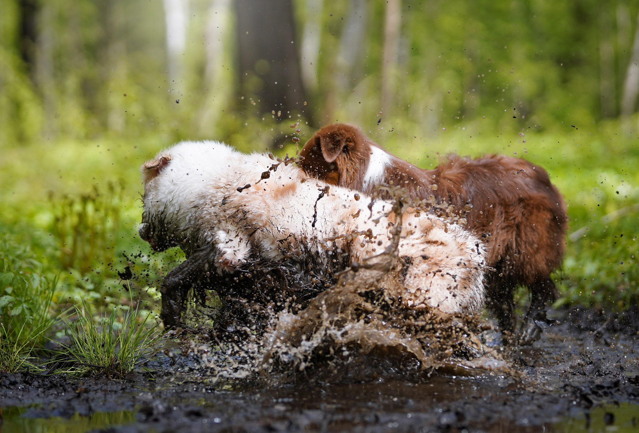 Рокки и Гермиона. Фотограф-анималист в Санкт-Петербурге Яна Мартынова
