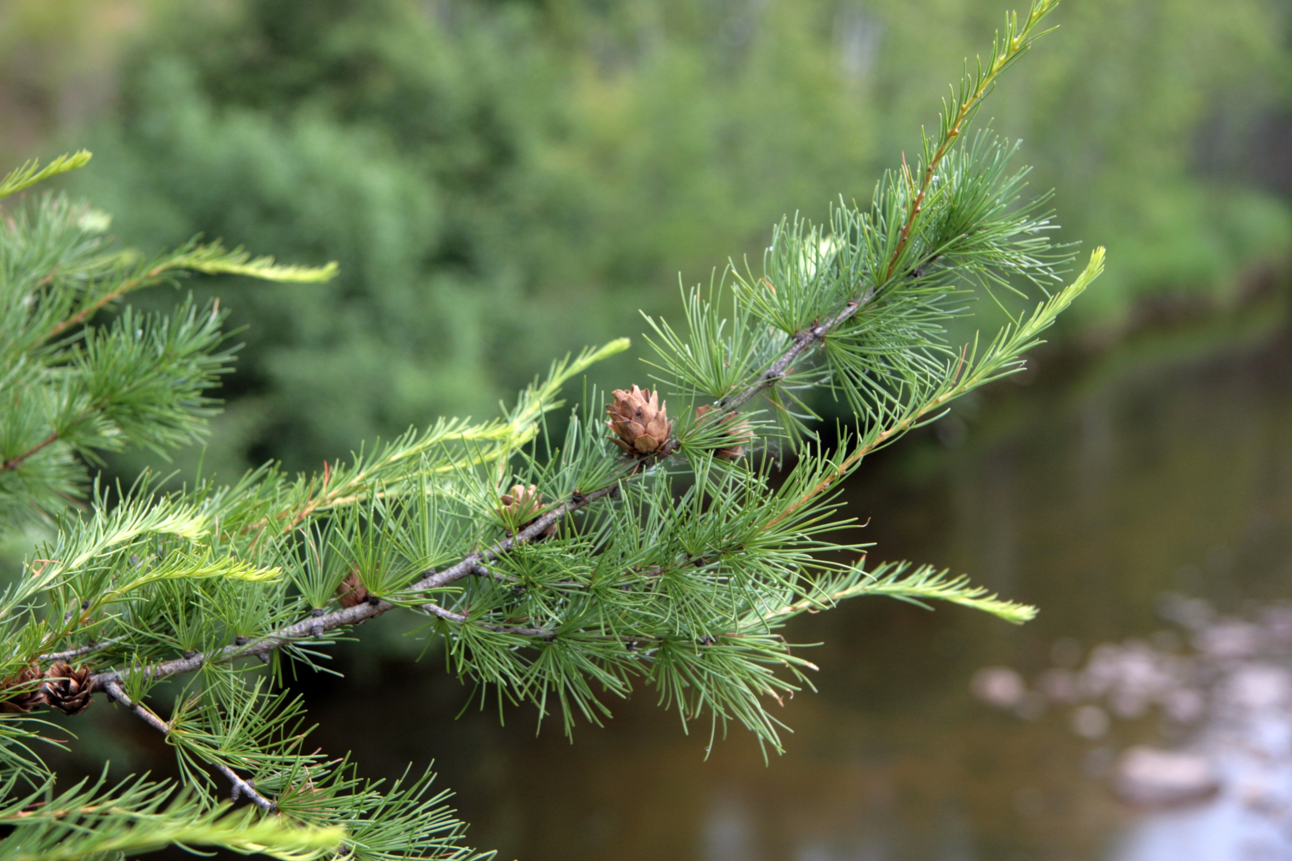 Фото Природы Забайкалья. Студия Максима Белослюдцева