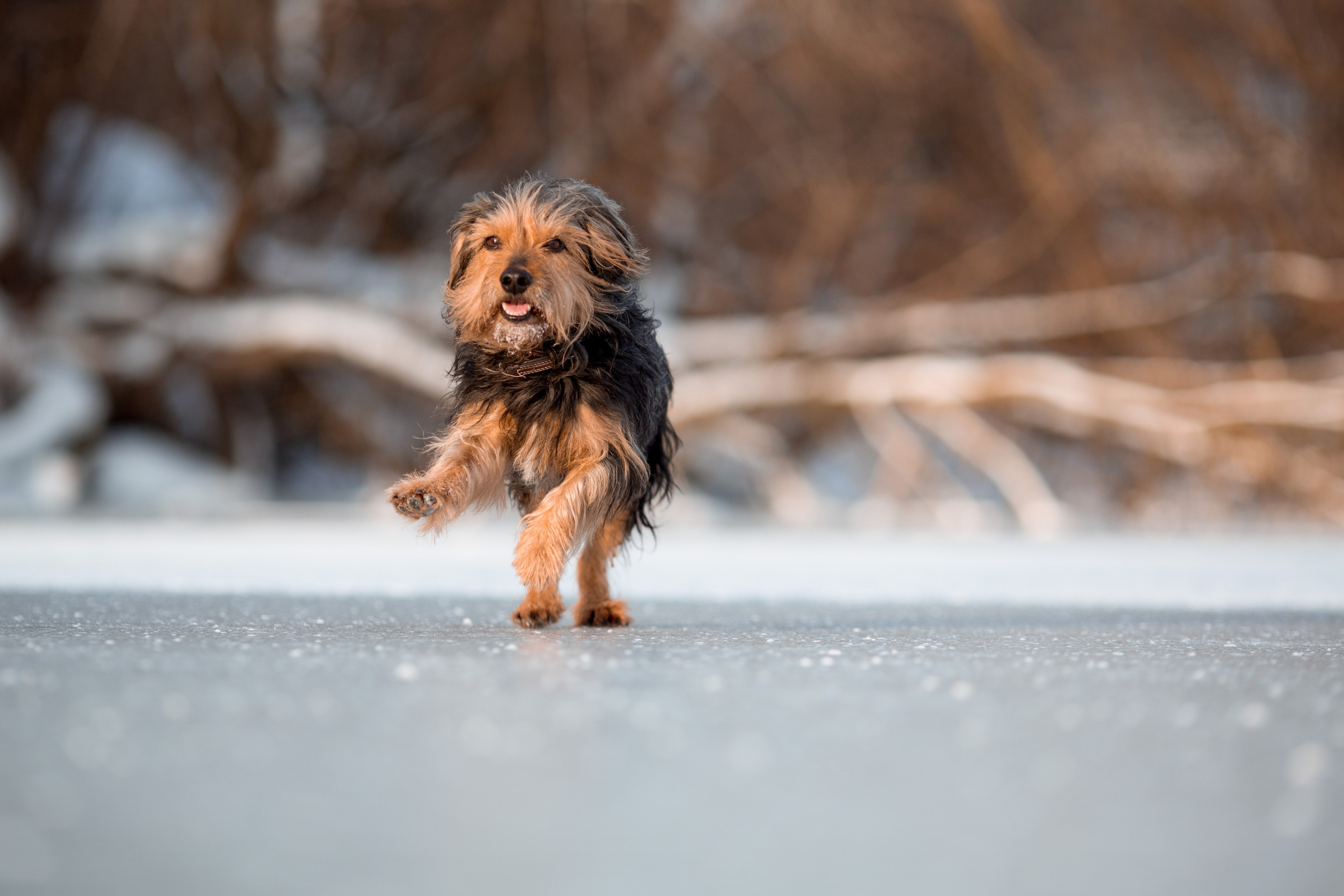 Зимняя прогулка. Репортажный фотограф Борис Геер