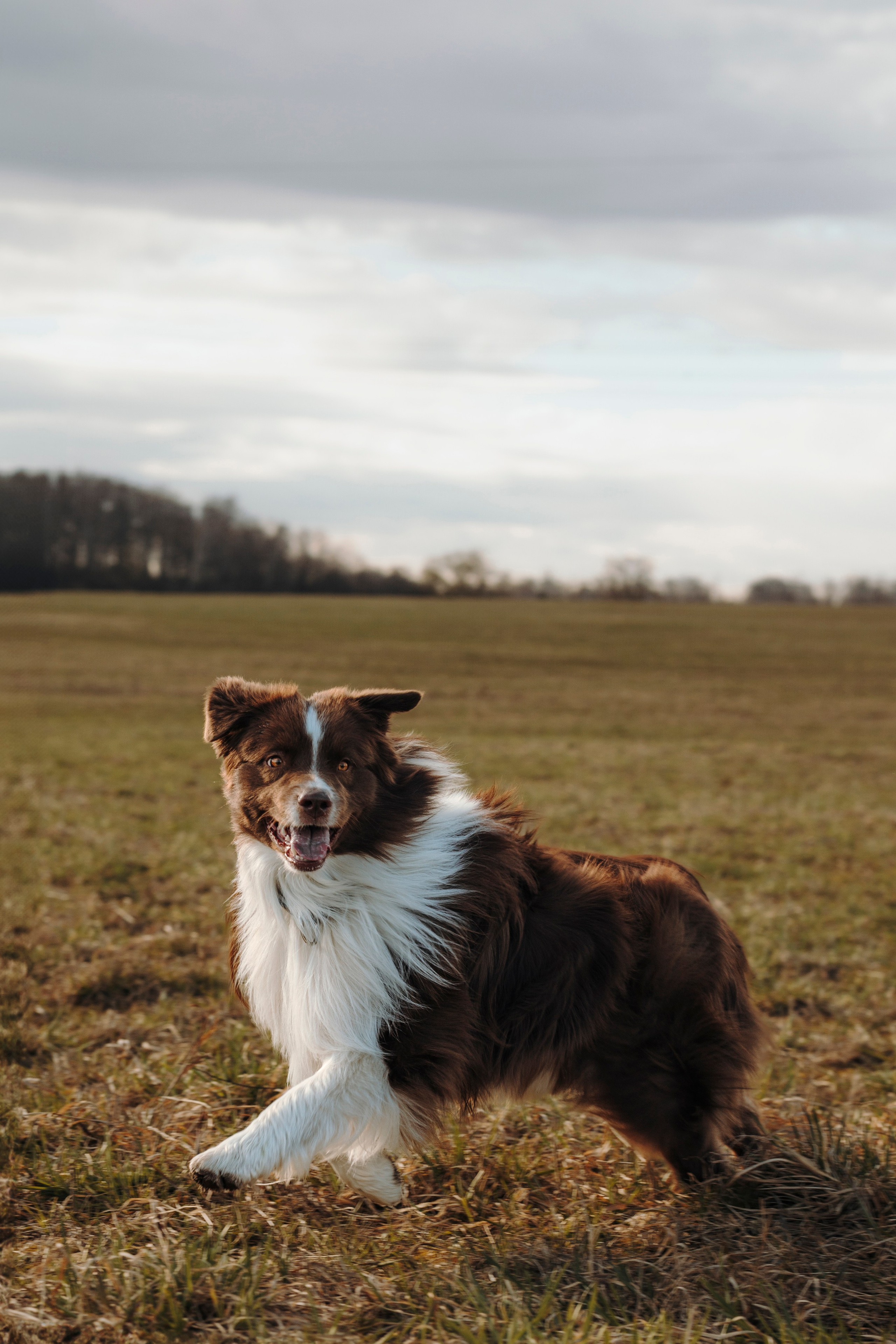 Смена в «DogCamp». Анастасия Белаш