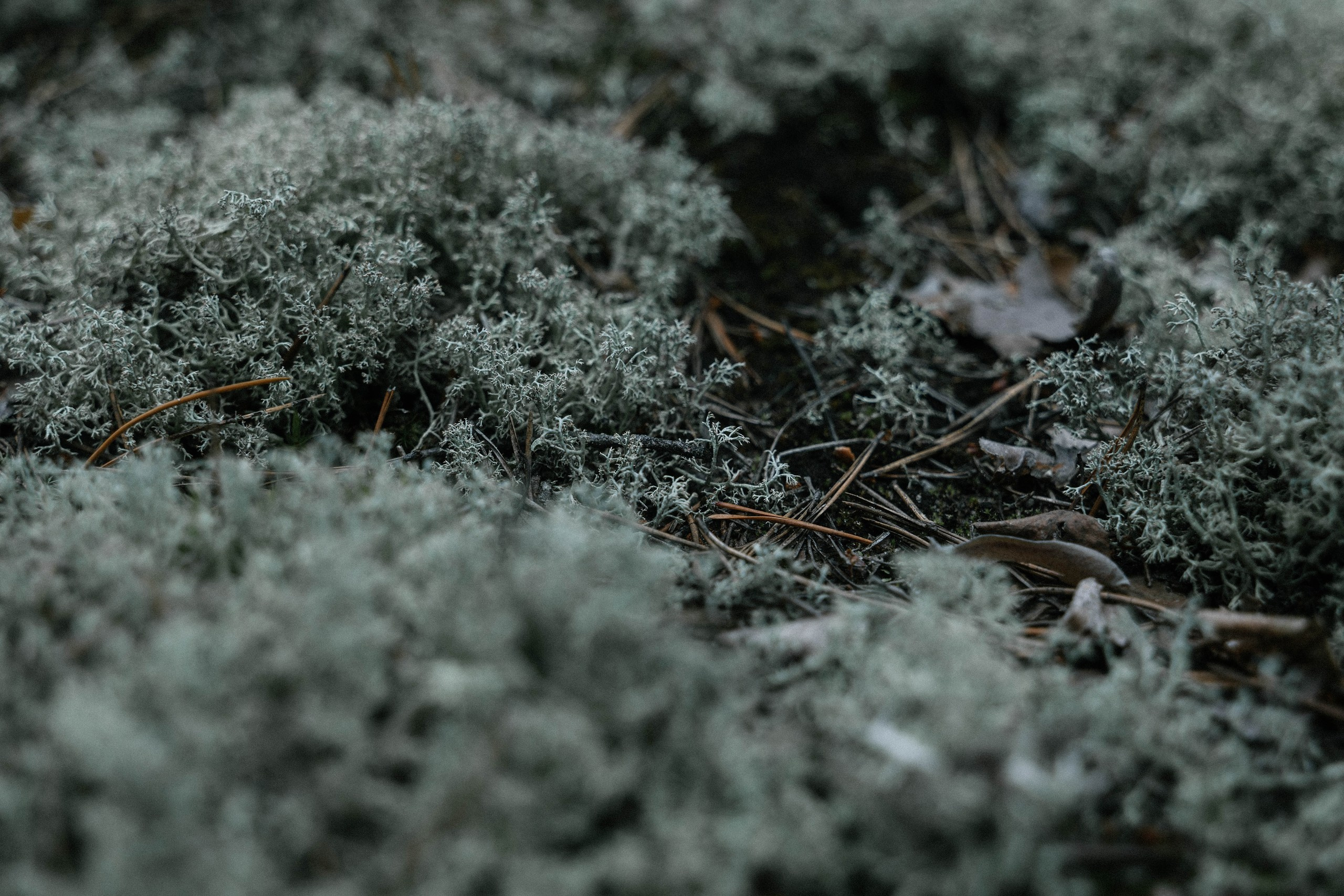 Катя и Алиса. Свадебный, семейный фотограф в Рязани Лена Брант