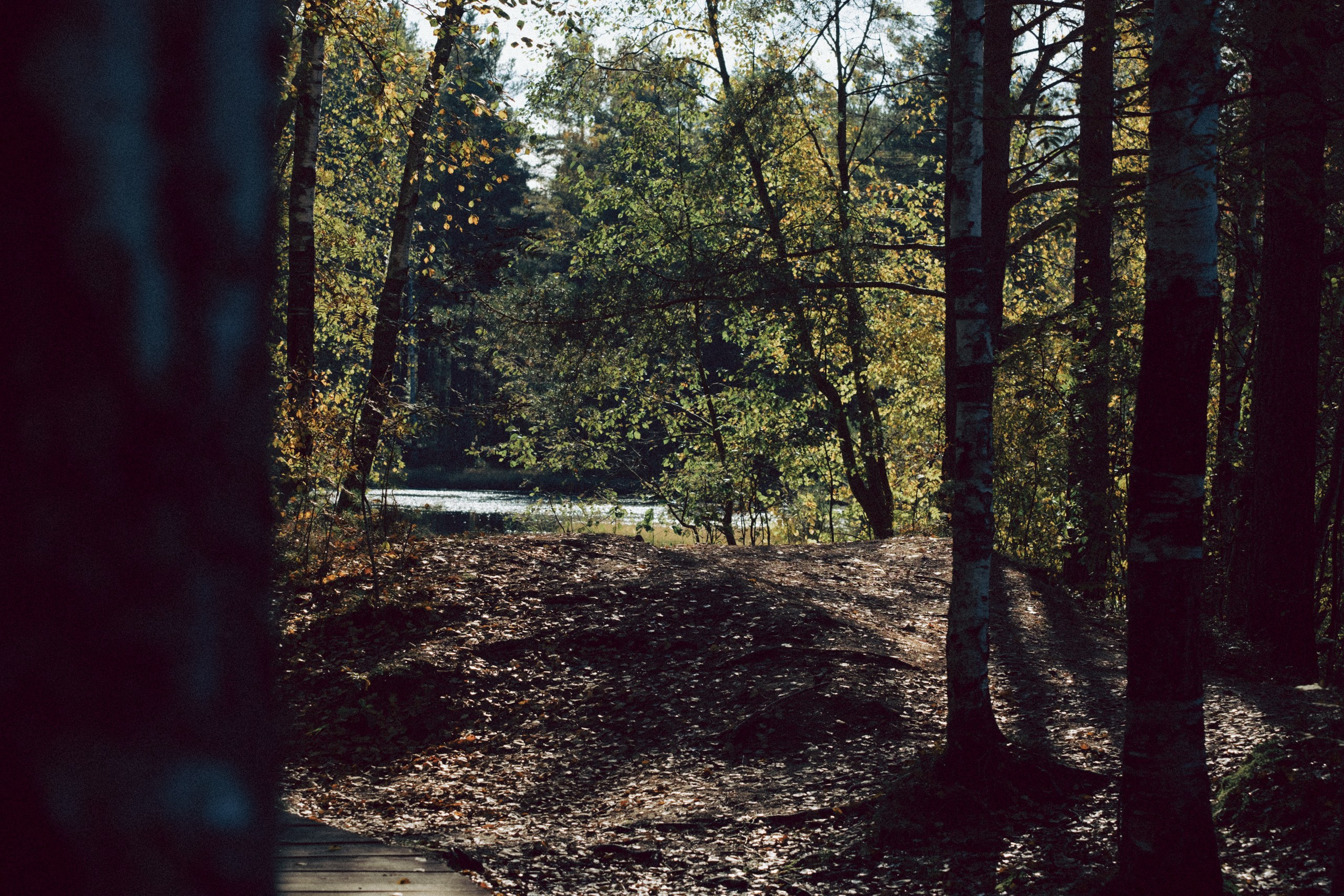 Осеняя прогулка. Профессиональный фотограф, Санкт-Петербург — Виктория Богомолова