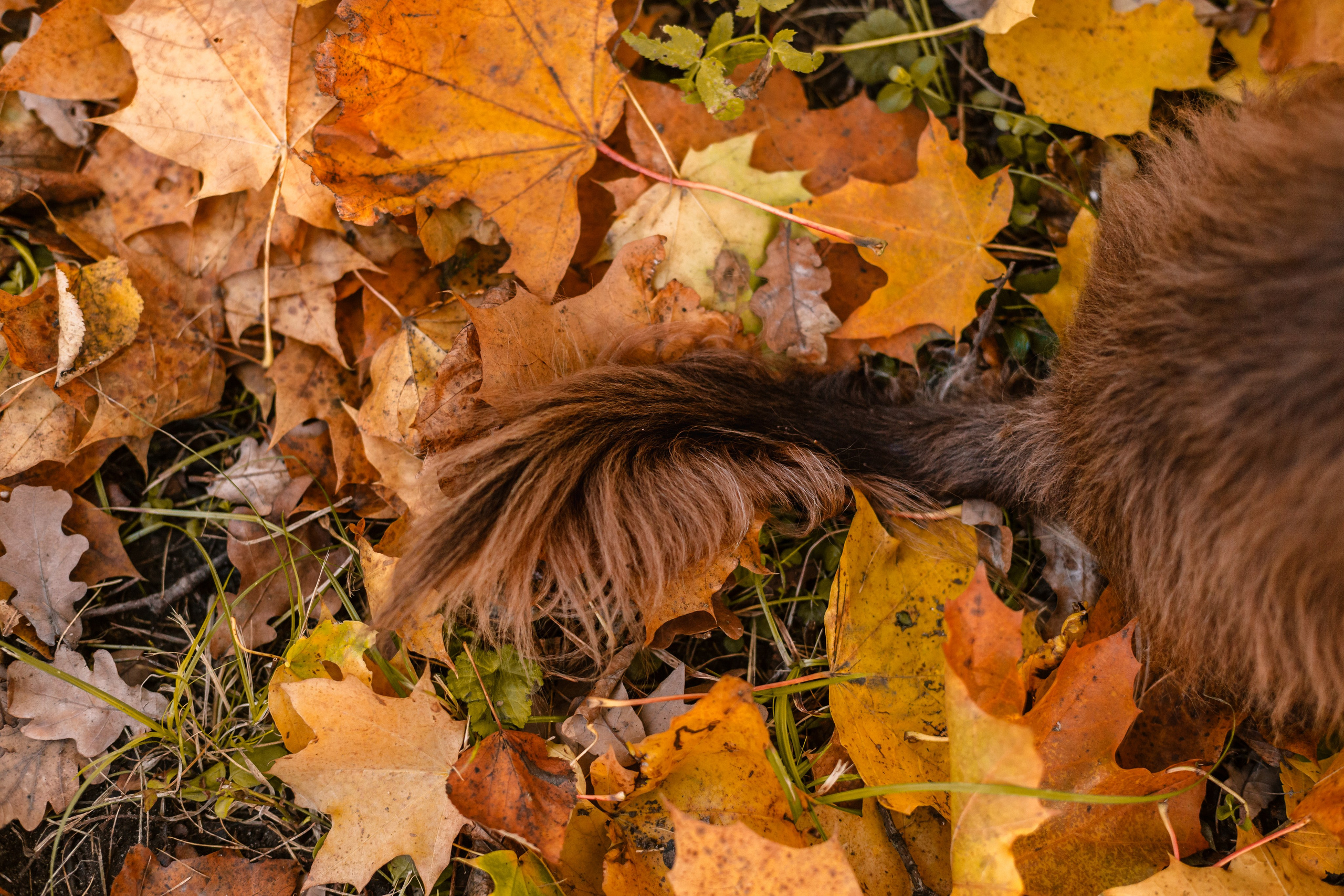 Света, Хайди, Богдана. Фотограф-анималист Татьяна Степанова