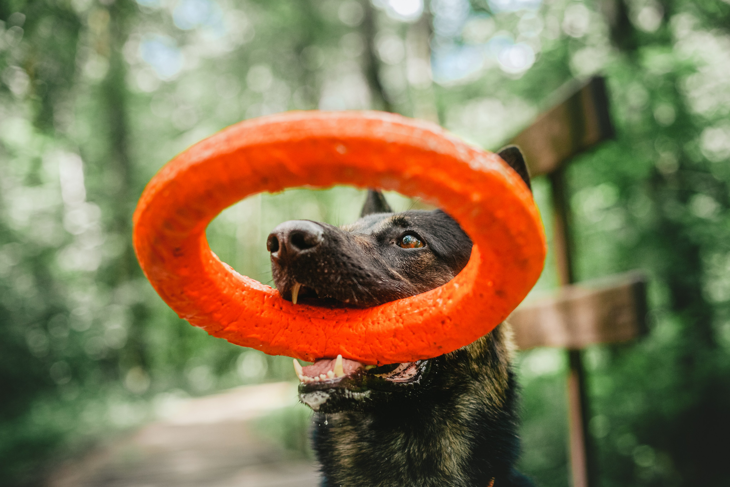 Лесная летняя фотопрогулка. Фотограф-анималист Татьяна Степанова