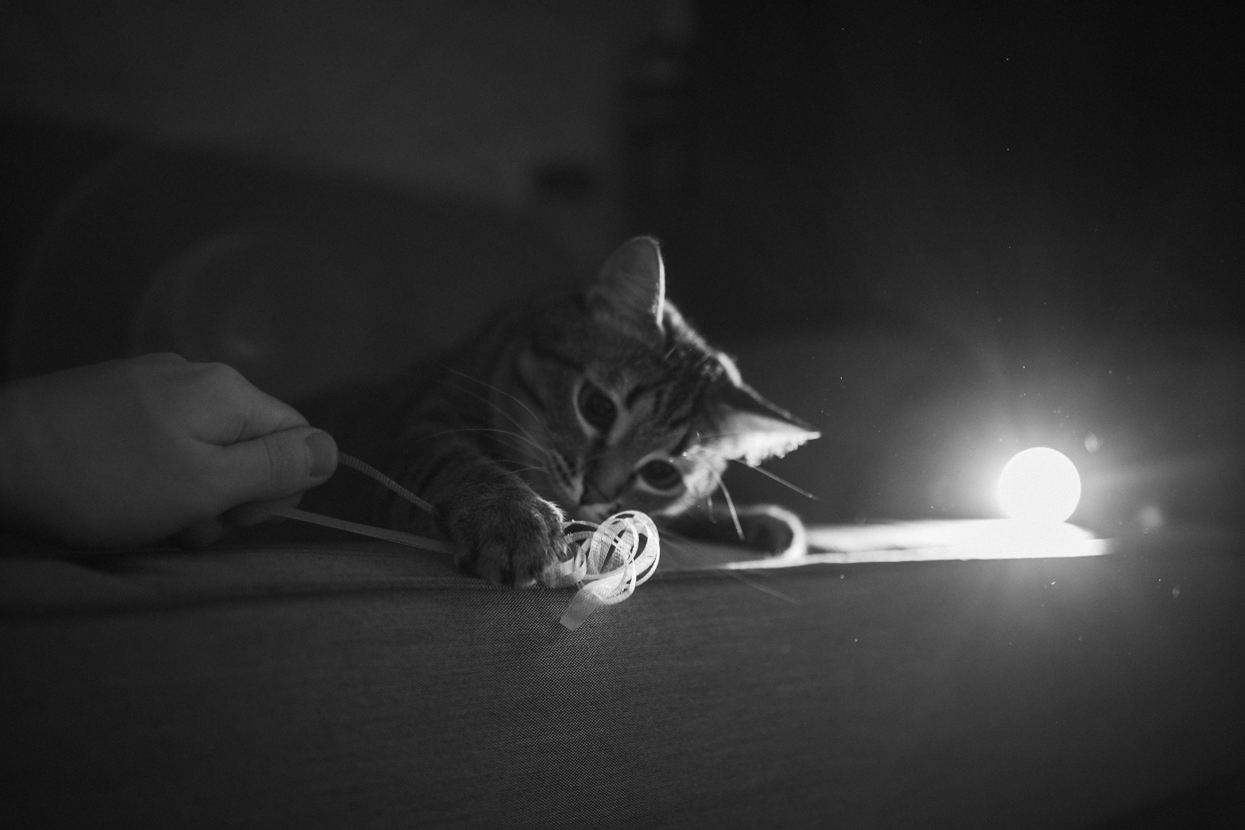 Мася и ее семья. Фотограф — Анималист | Санкт-Петербург